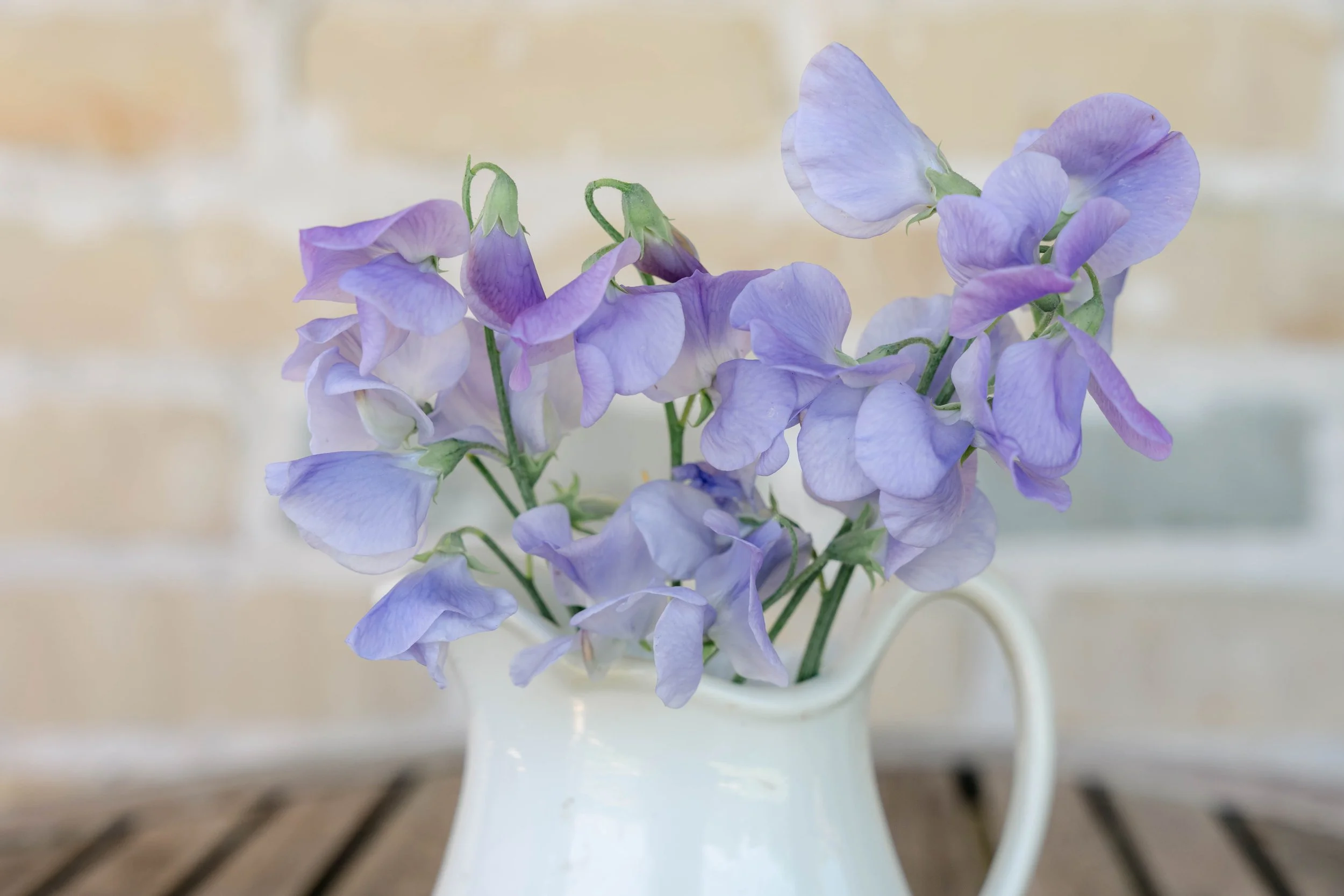 Winter Sunshine Light Blue sweet pea seeds — The Wildflower Cottage