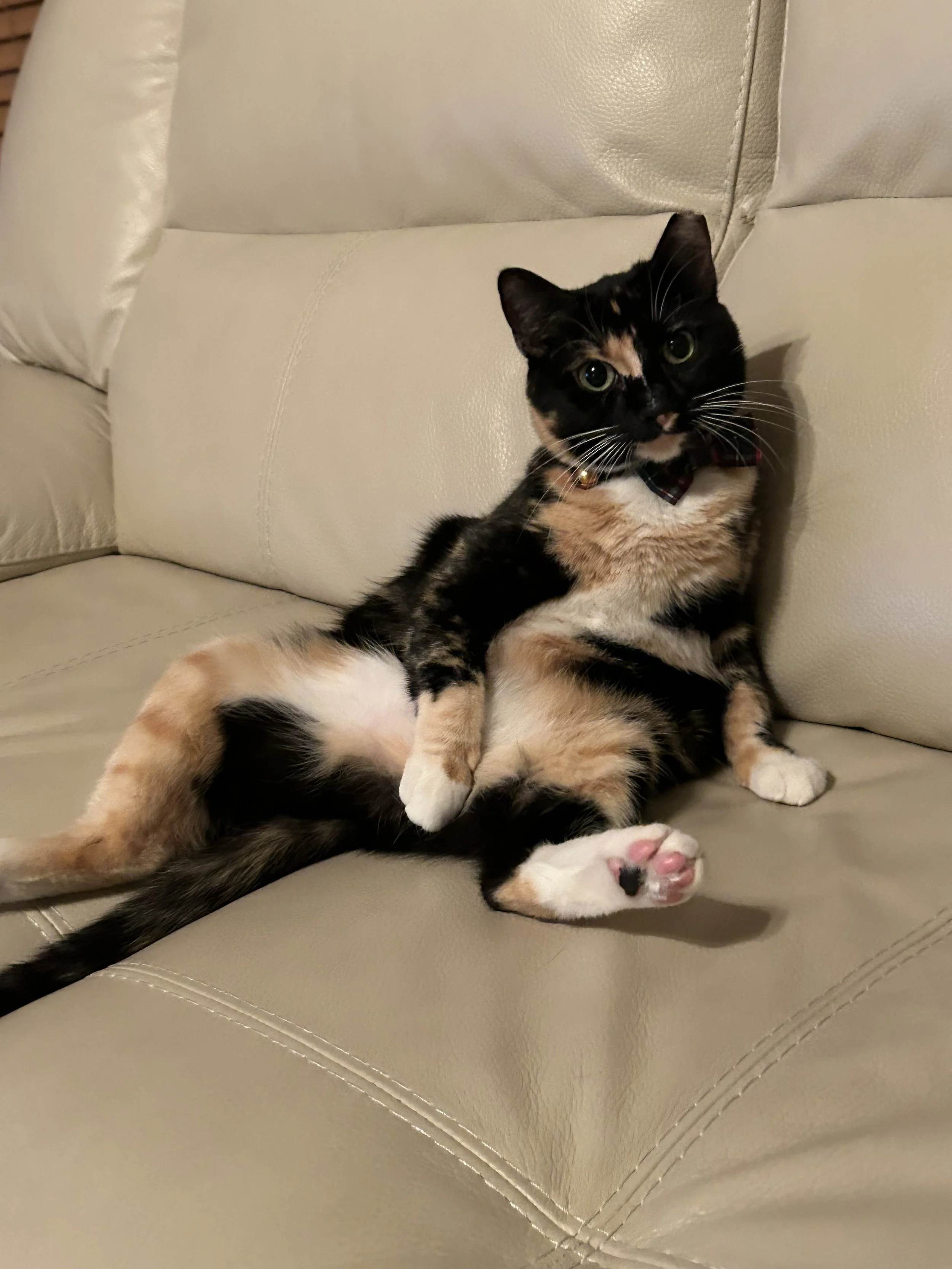 Mabel (Mr. Snedeker)