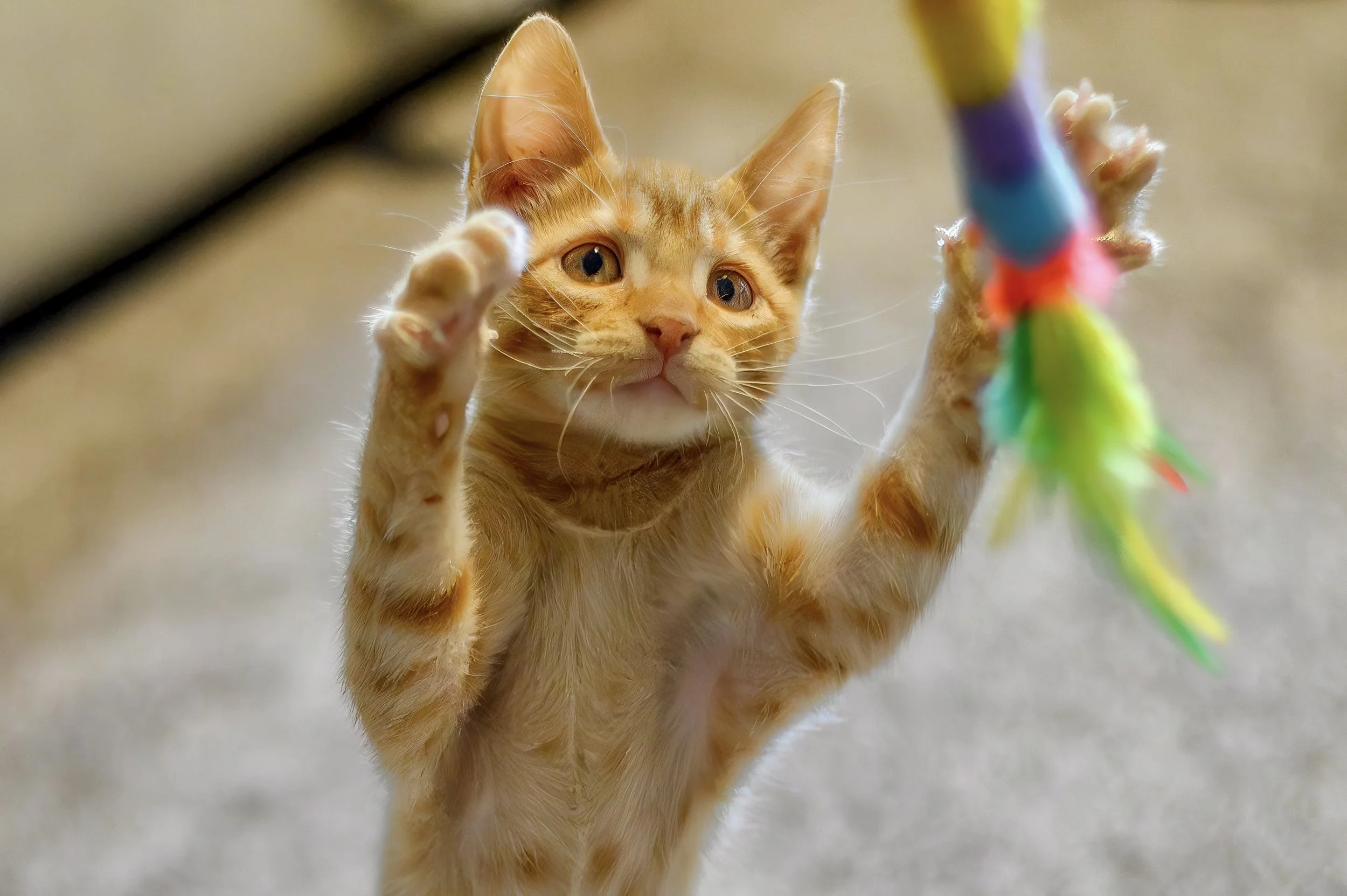 Ollie (Mr. Christian)