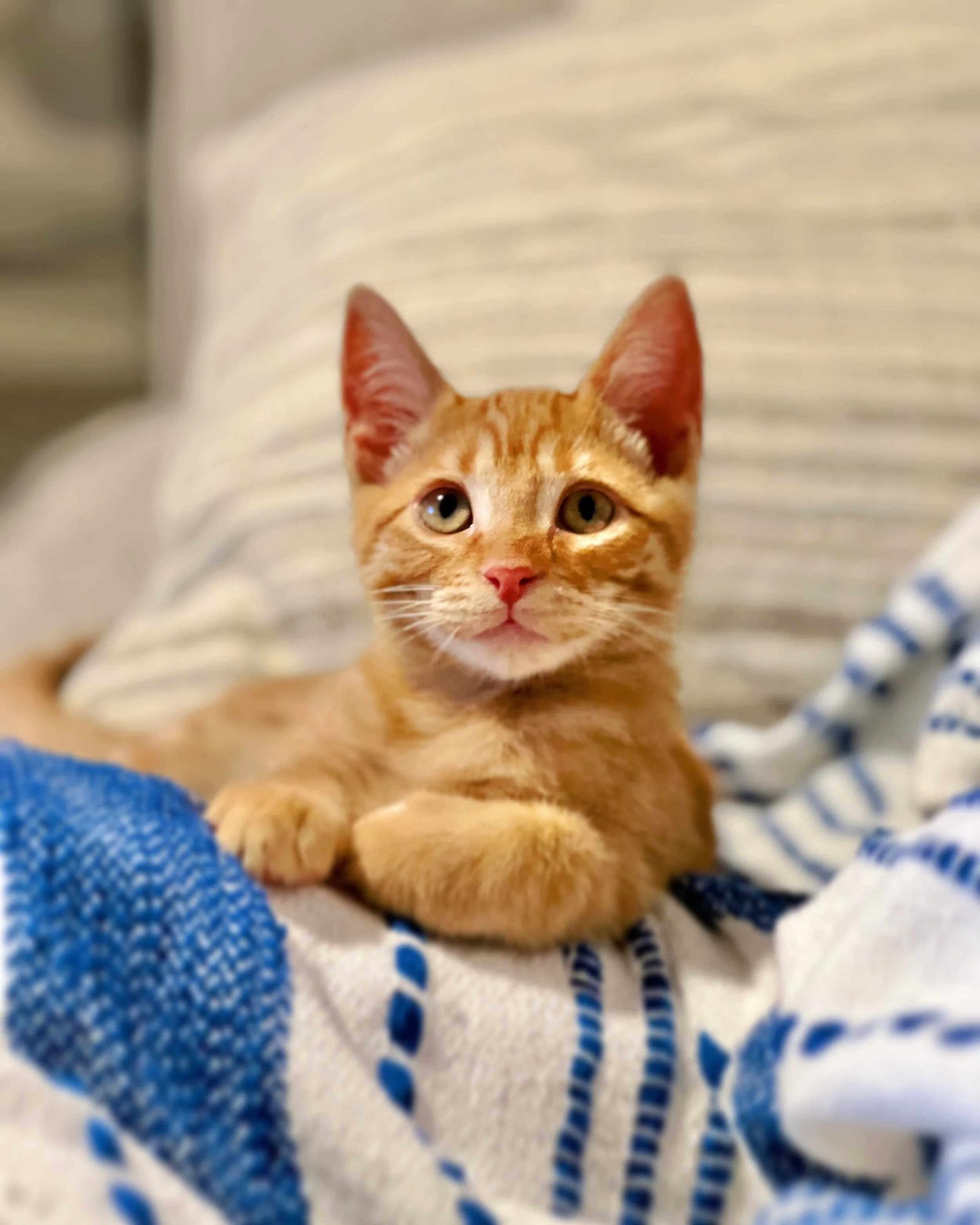 Ollie (Mr. Christian)