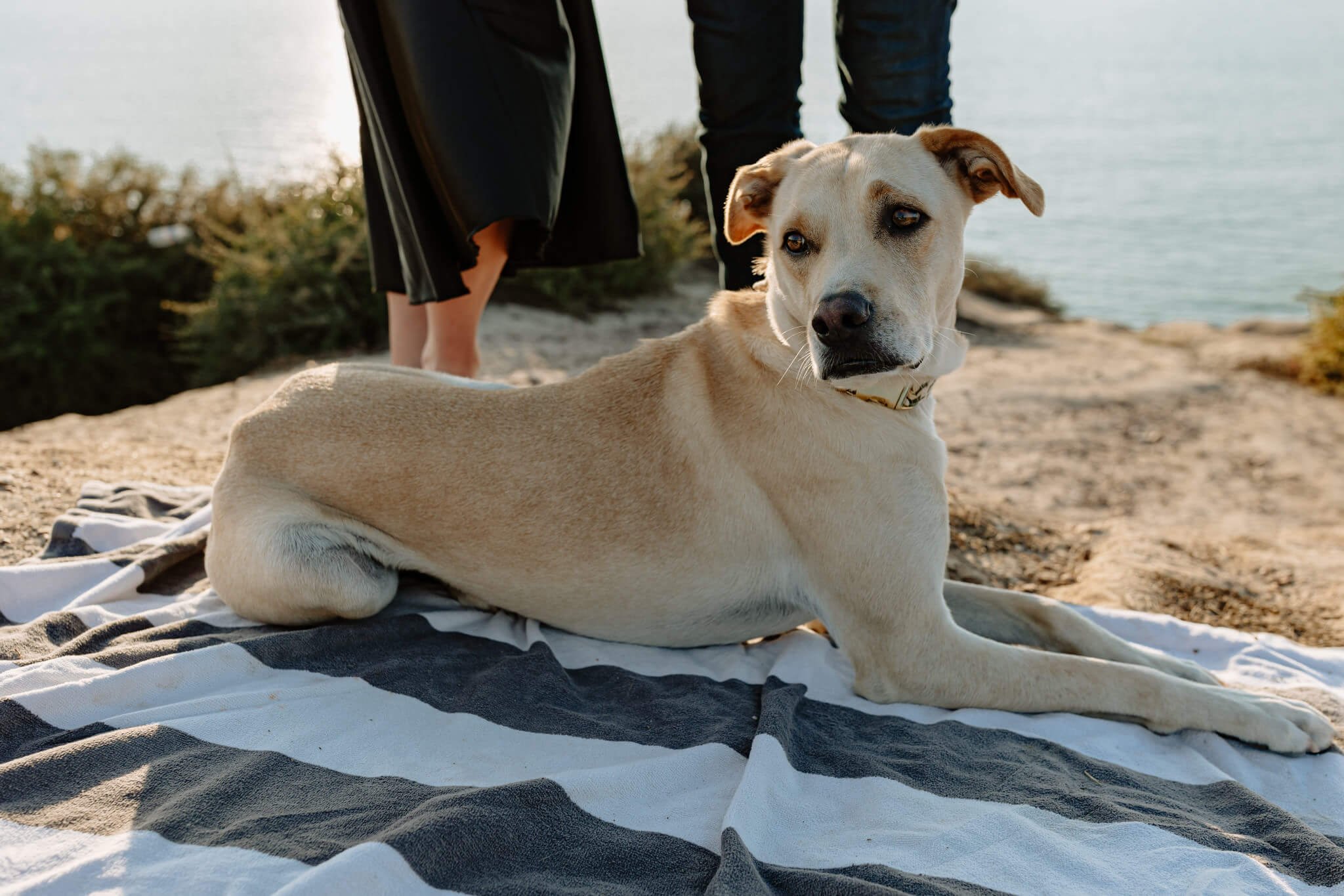 Dog-by-SoCal-Seaside