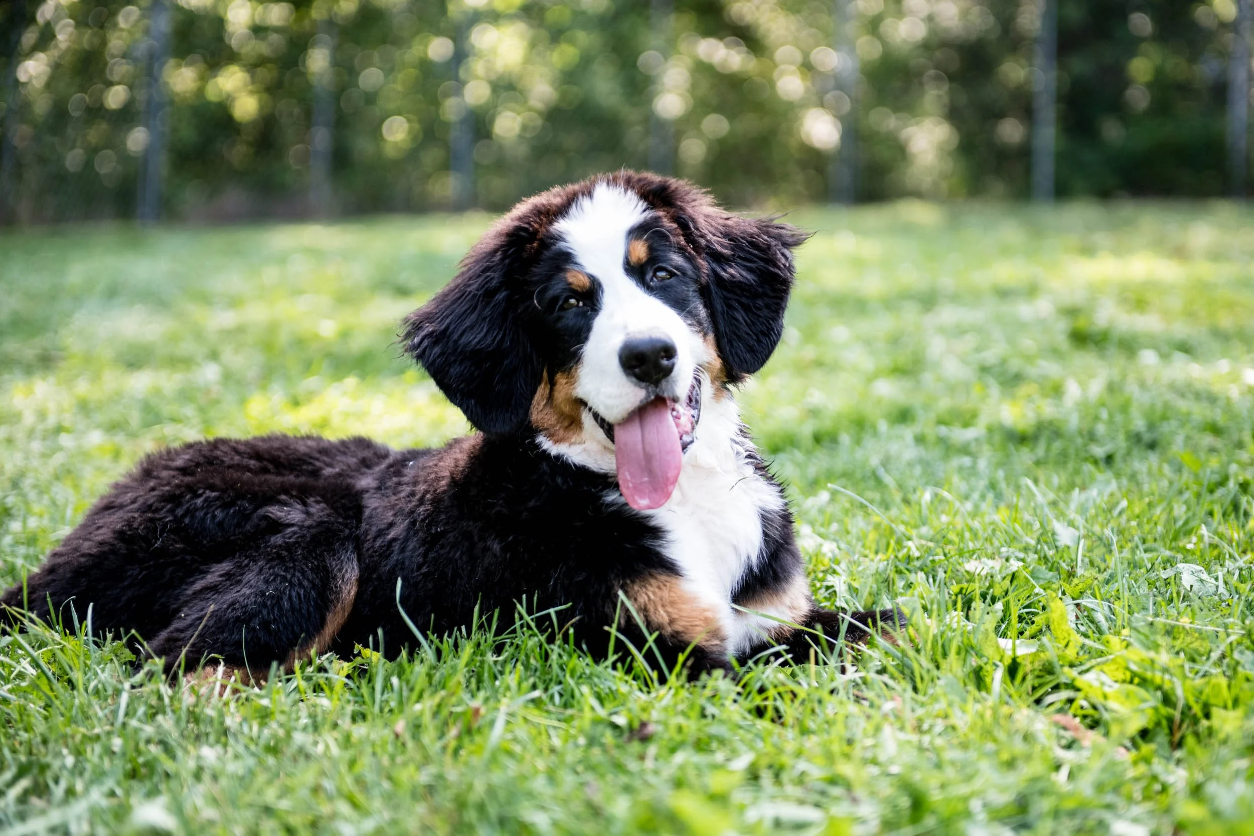 A playful Bernese Mountain Dog puppy lying on grass in a park, with a fence and trees in the background.