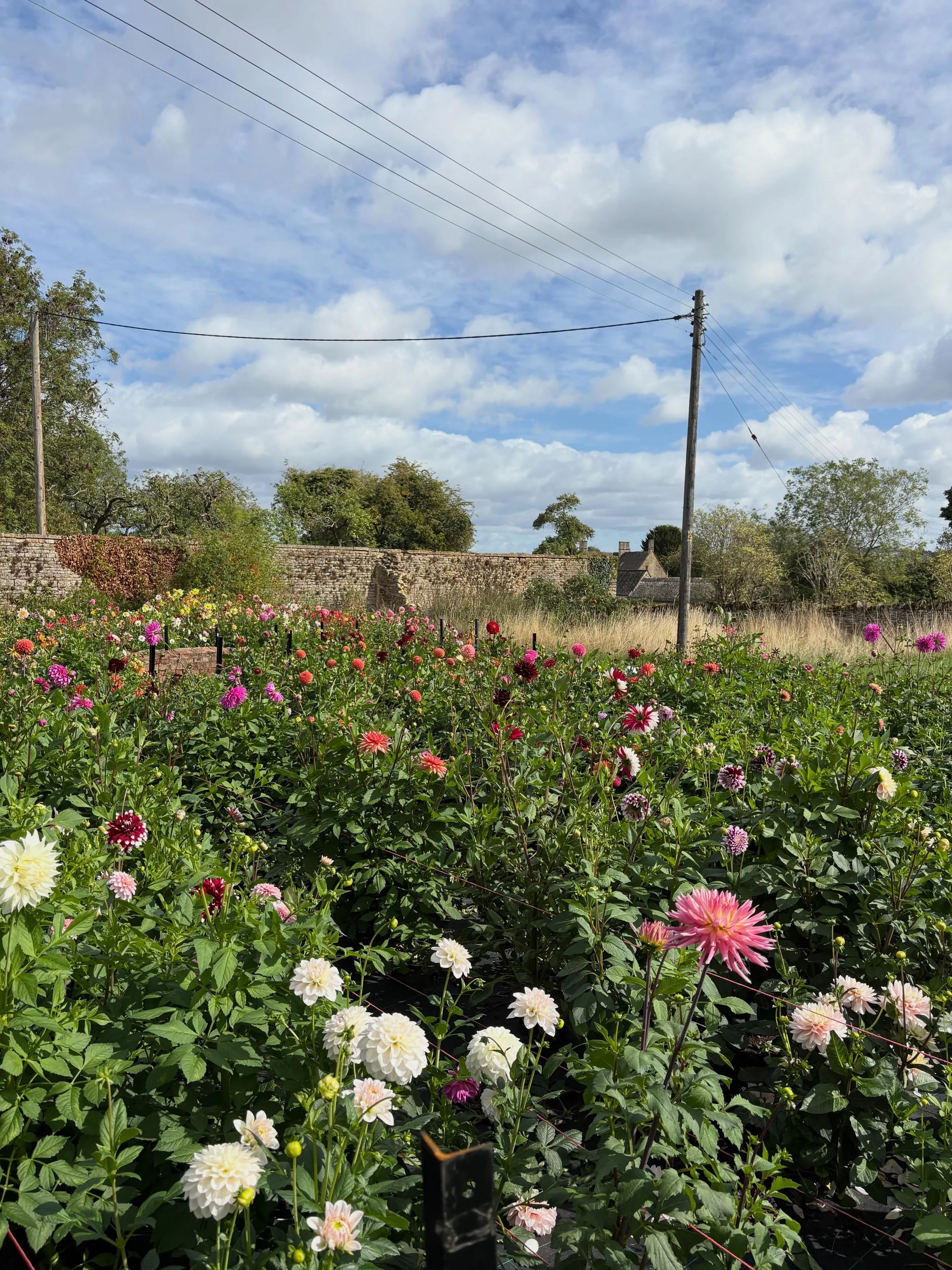 This morning in my beautiful dahlia field. Dodging bees, strawberry cream, deadheading, squishing black fly, cutting orders, ignoring bindweed, breathing in warm clean air 🌸🌸🌸