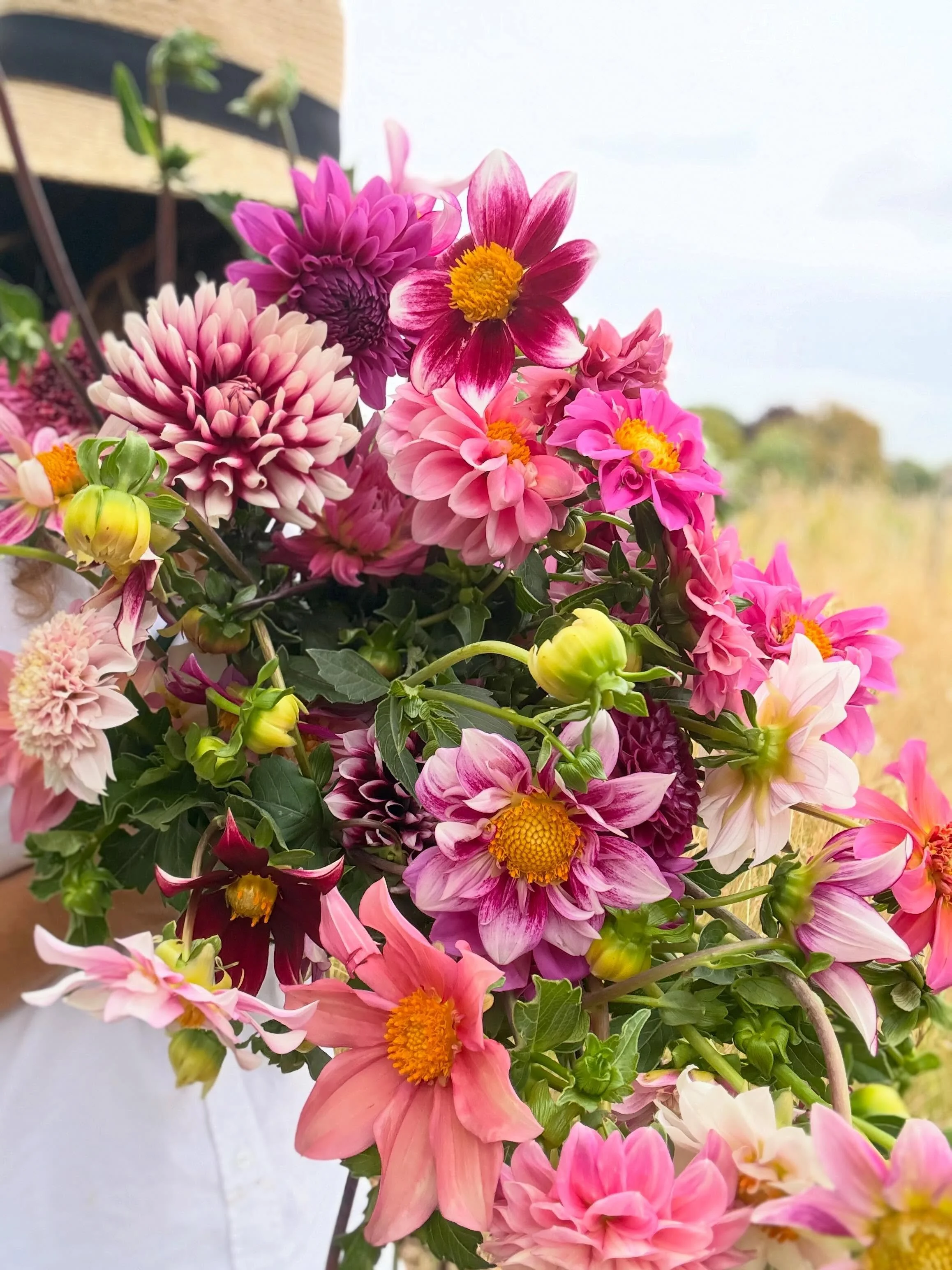 Today&rsquo;s pick 🌸🌸🌸 A ridiculously dreamy mix of all the shades of lilacs, purples and pinks. Singles, balls, dinner plates, semi-cactus, collarettes and decoratives. Heaven 🌸🌸🌸

The first of my curated cut flower mixes, now available from W