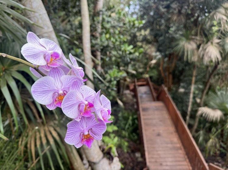 Pink orchids blooming beside the walkway down to the cottage