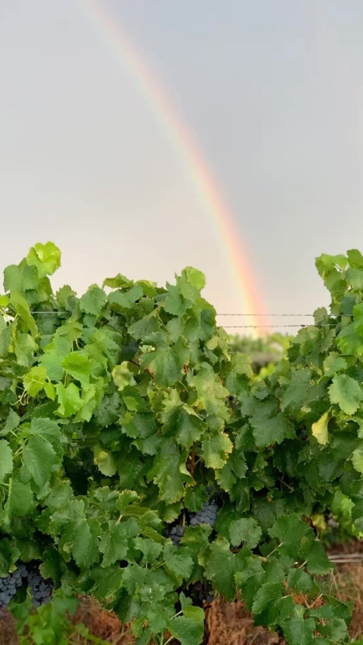 Each vineyard season is a chapter in our story, filled with lessons learned and possibilities awaiting. With spring almost here, here's to cherishing memories passed and embracing an exciting new chapter at Cathedral Mountain Vineyard!
#CathedralMou