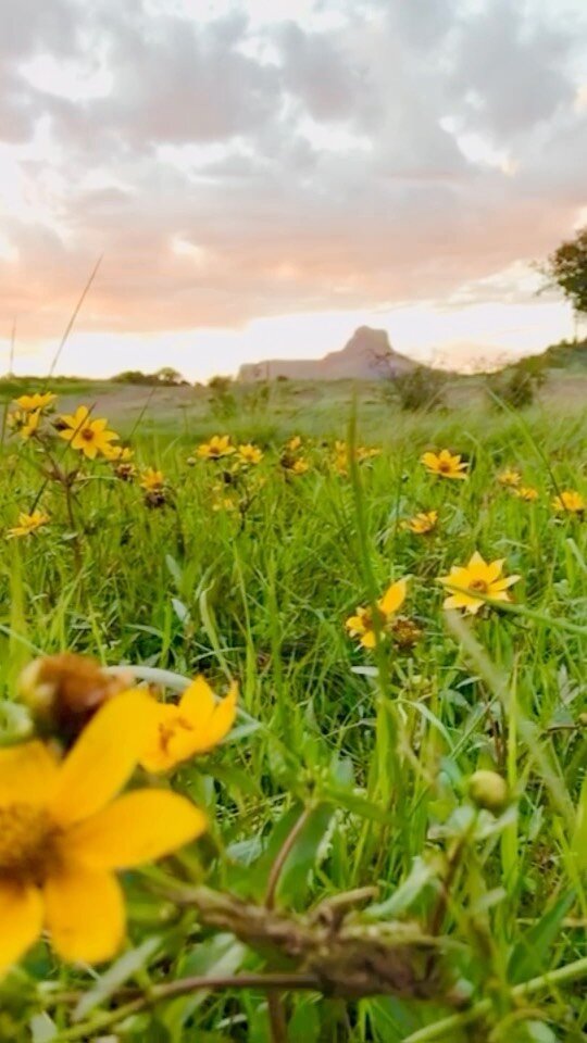 As winter fades, we're excited for the burst of life and color ahead. Stay tuned for the beauty of Cathedral Mountain Vineyard in full bloom!
#CathedralMountainVineyard #SpringVibes #VineyardLife #NewBeginnings #AlpineTexas #FarWestTexas
