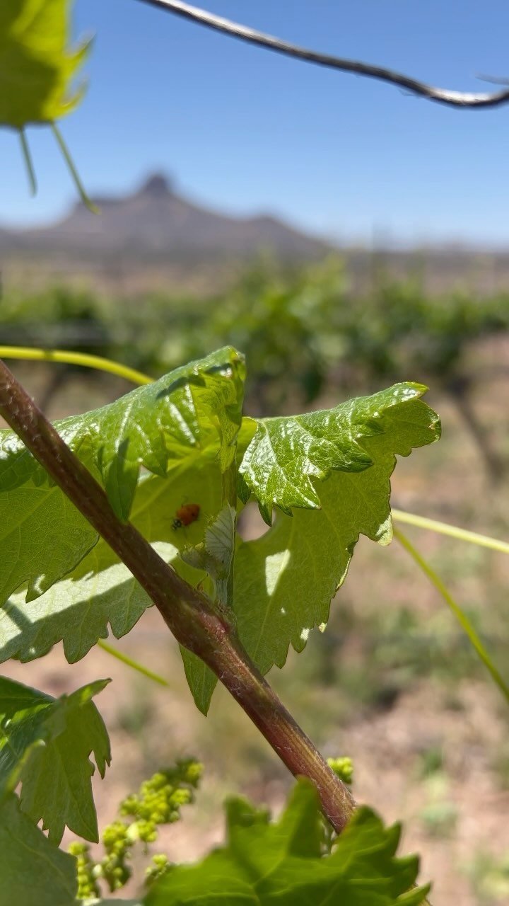 Our ladybug friends are helping us this spring with our vineyard pest management!