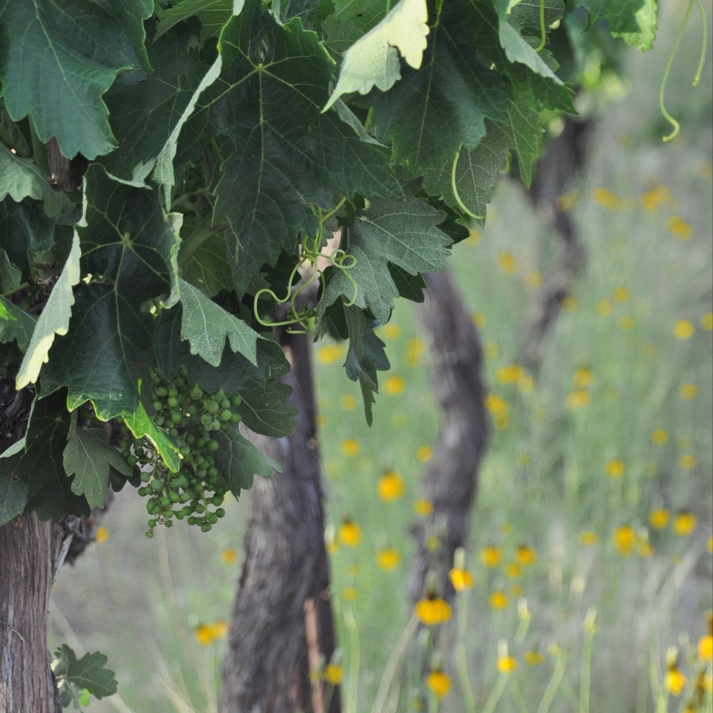 The grapes are looking great! June is the month of the “grape fruit set”, a critical time in the development of the vineyards growing season.