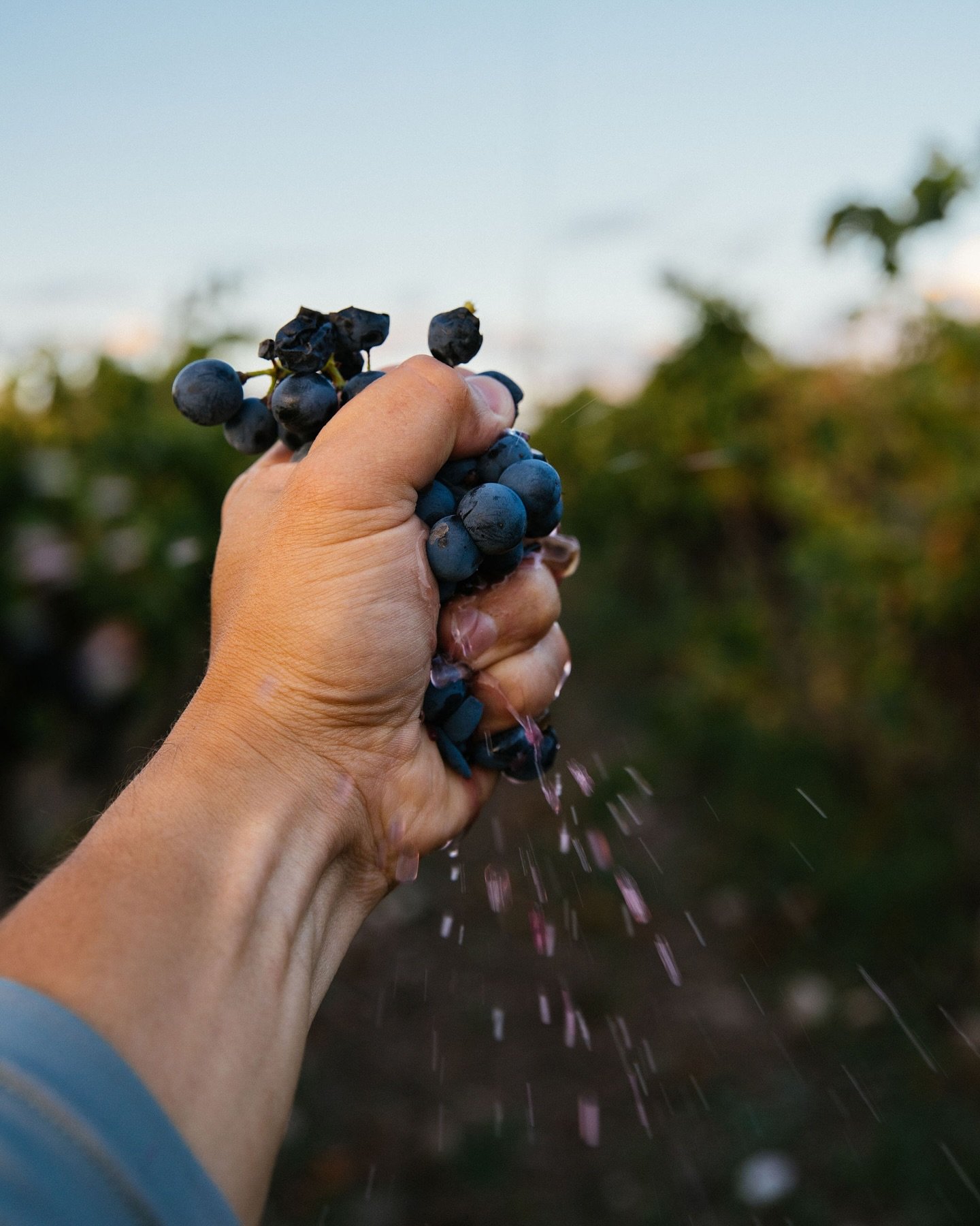 October is Texas Wine Month, and did you know Texas is home to the first vineyard established in North America by Franciscan priests around 1662? At Cathedral Mountain Vineyard, we’re proud to be part of this rich heritage and the vibrant Texas