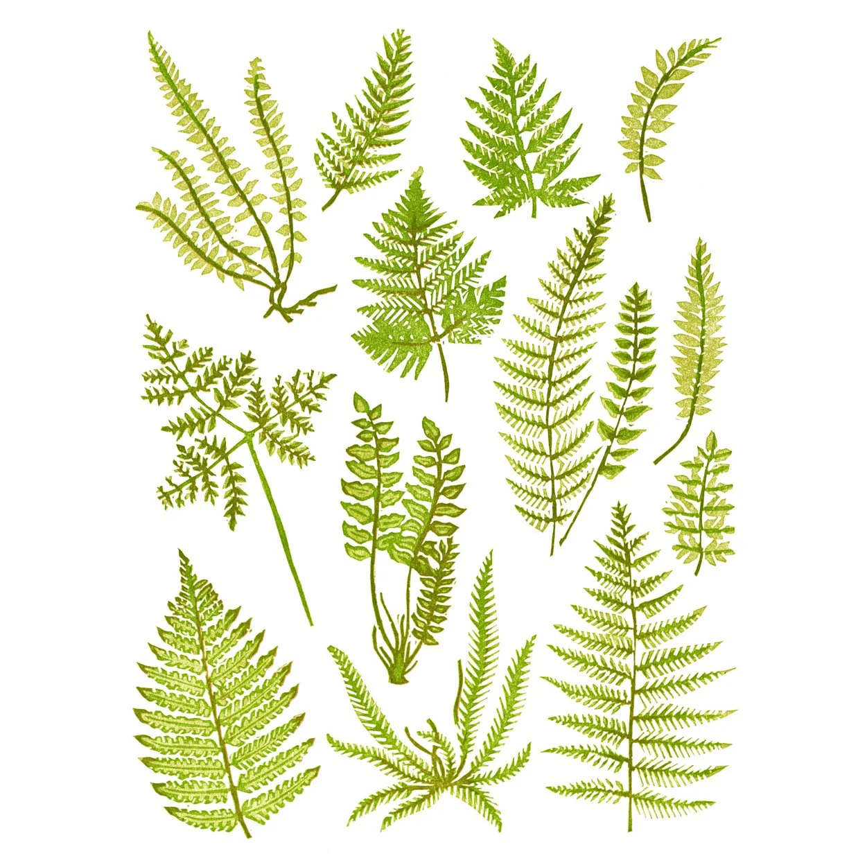 FERNS   |   reduction linocut