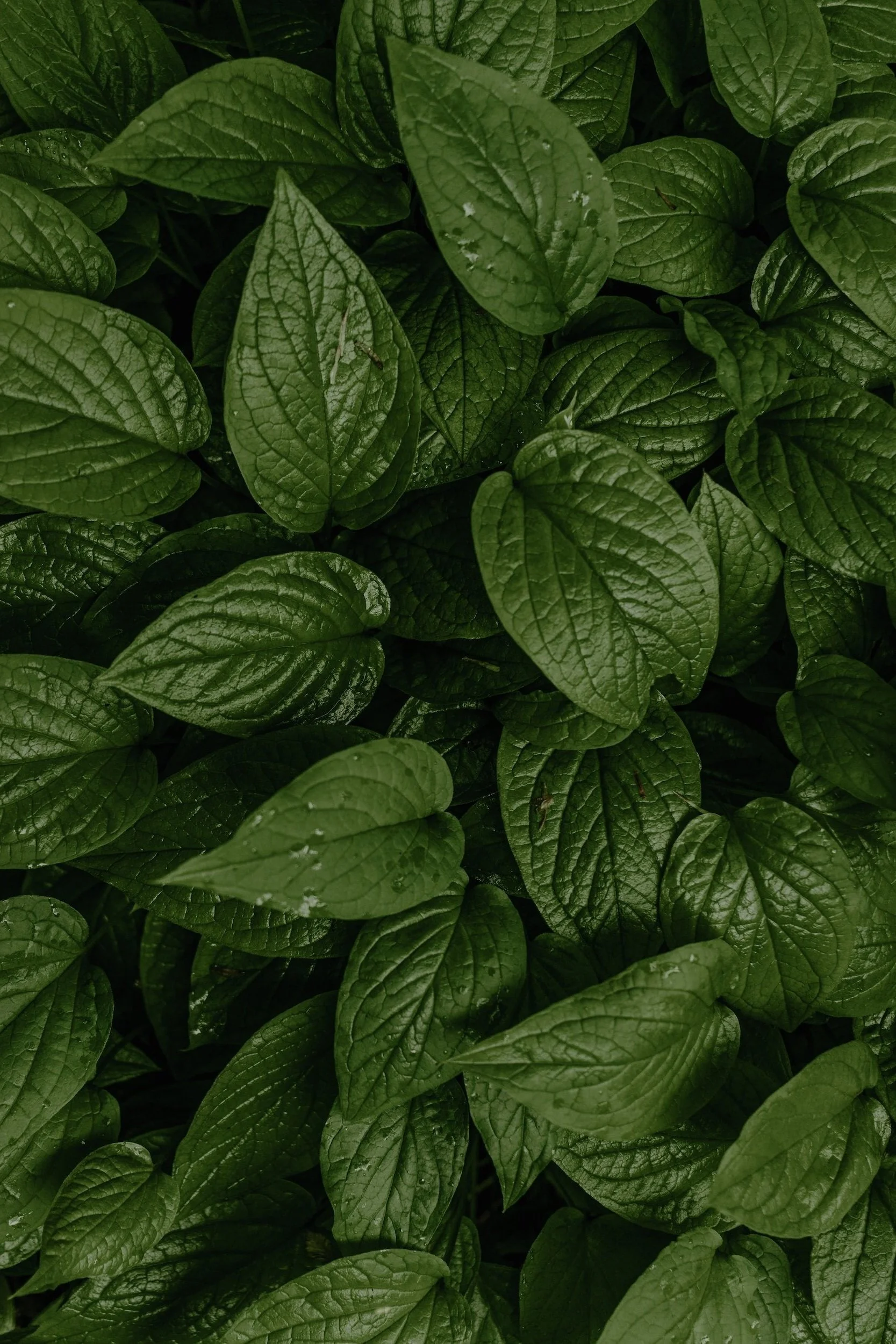 Holistic nutrition Energy optimization Fatigue reduction