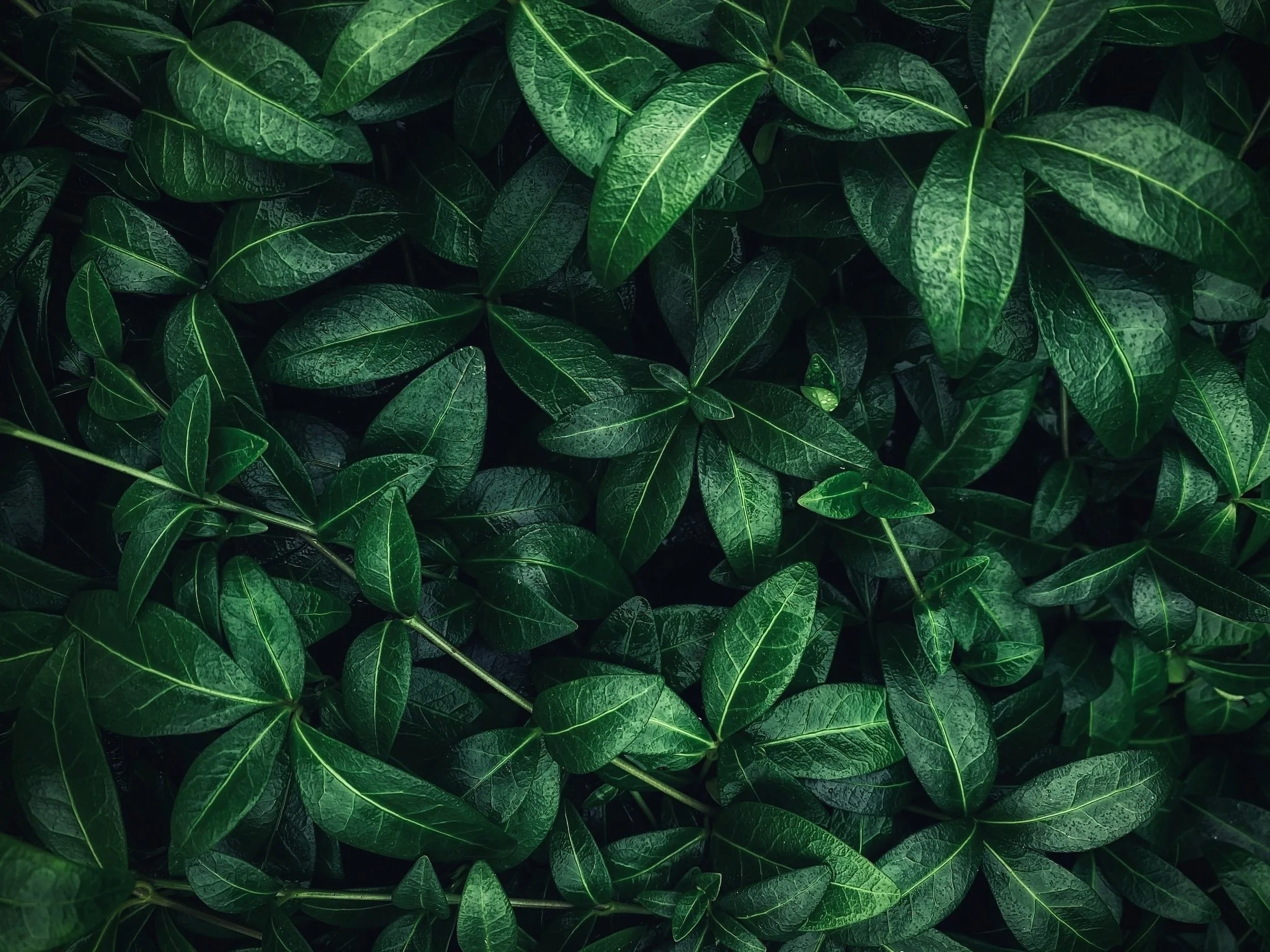 Holistic wellness Natural stress relief Emotional balance through nutrition