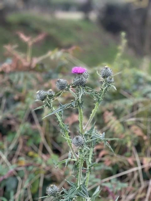 Scotland_thistle.jpeg