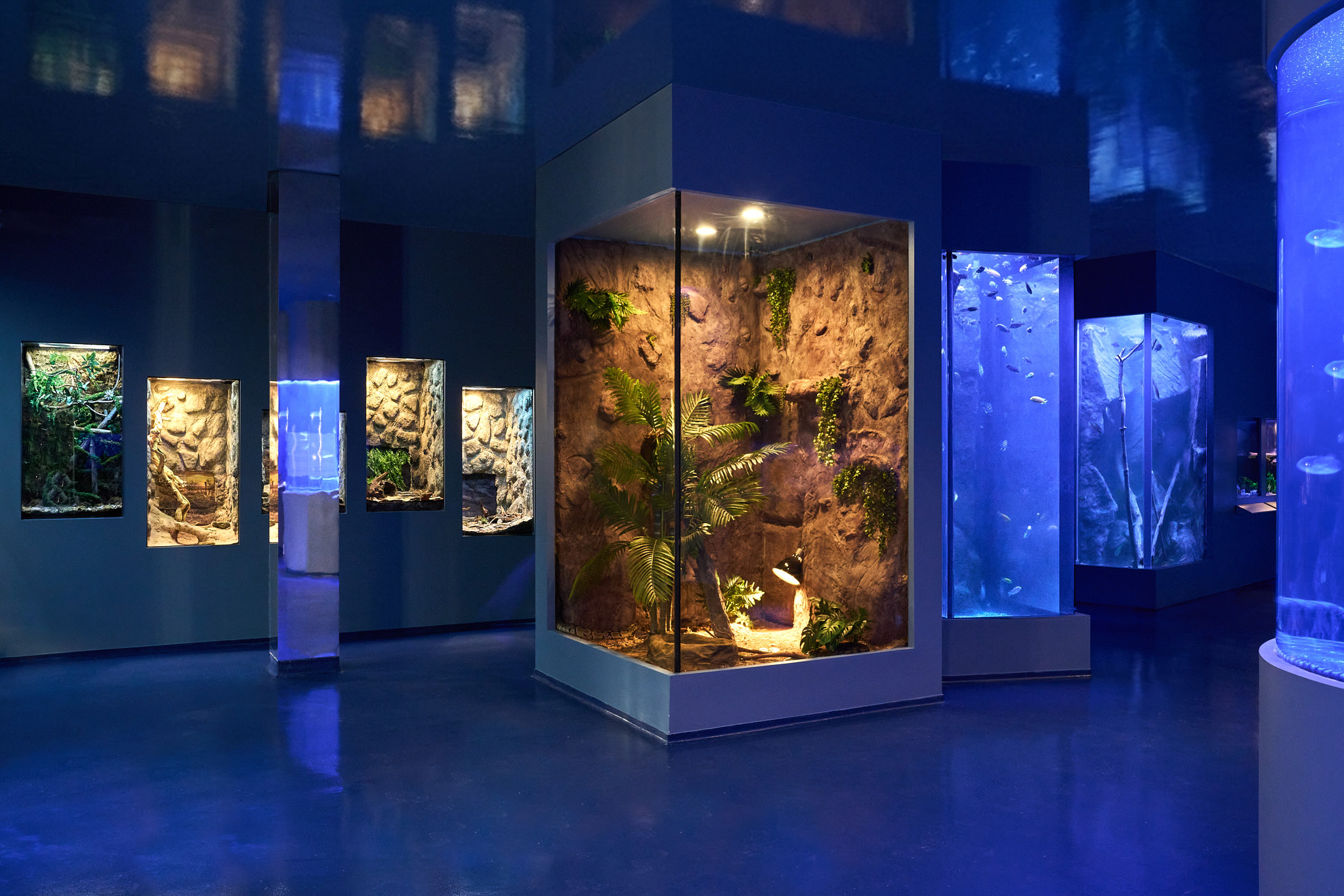 2026 0805 Berkshire Aquarium Ceiling Edit 3.png