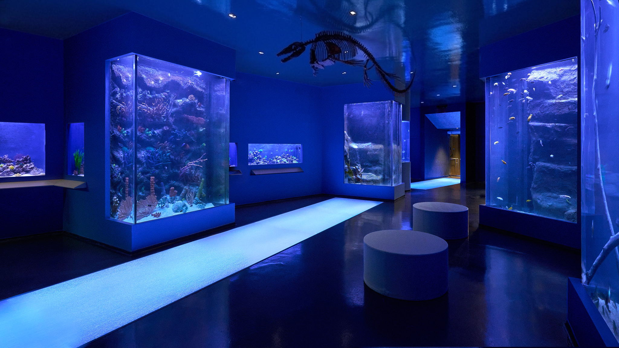 2026 0805 Berkshire Aquarium Ceiling Edit 1.png