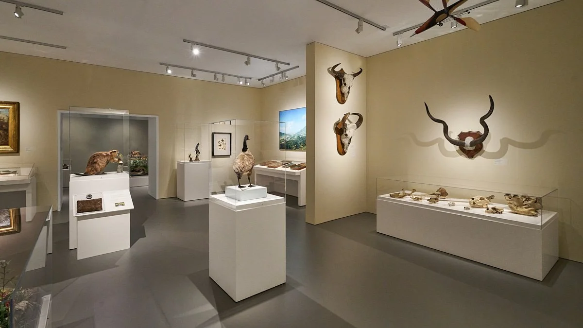260724_StudioHAU_BerkshireMuseum_ImmInNature_1063_F_samcornwallstudio.com_1200px.jpg