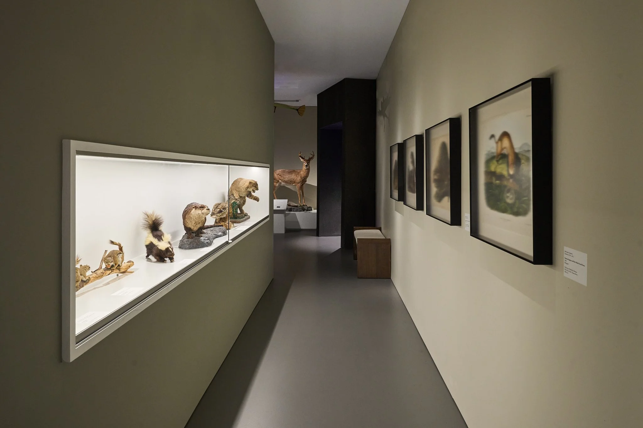260821_StudioHAU_BerkshireMuseum_SCS00369_F_samcornwallstudio.com_2048px.jpg