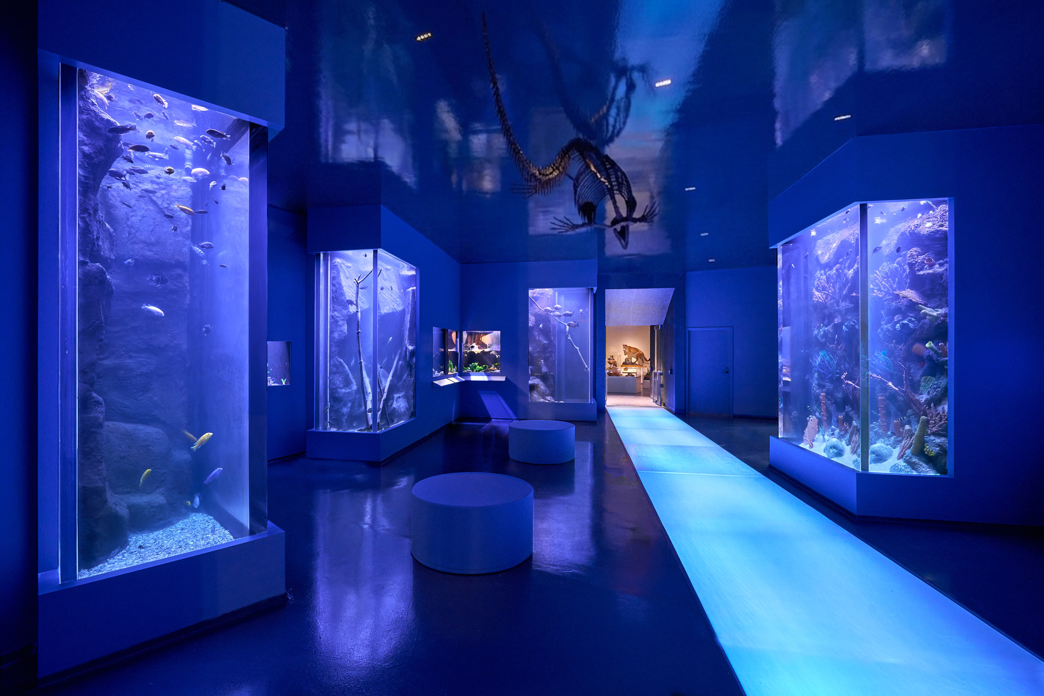 2026 0805 Berkshire Aquarium Ceiling Edit 2.png
