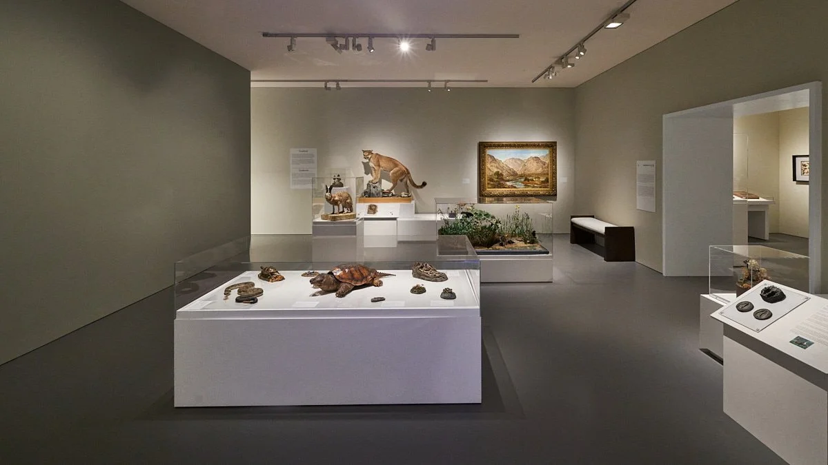 260724_StudioHAU_BerkshireMuseum_ImmInNature_0013_F_samcornwallstudio.com_1200px.jpg