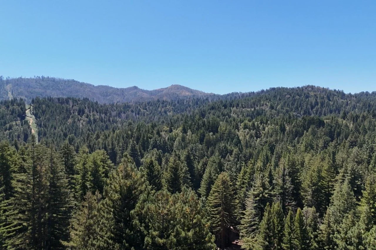 A forested mountain landscape with tall green pine trees and distant mountain peaks under a clear blue sky.