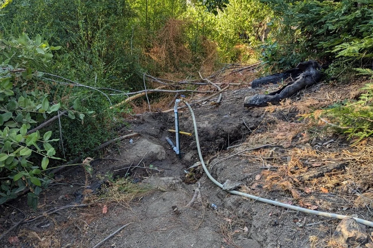 A damaged road with exposed pipes and burned trees surrounded by green bushes.