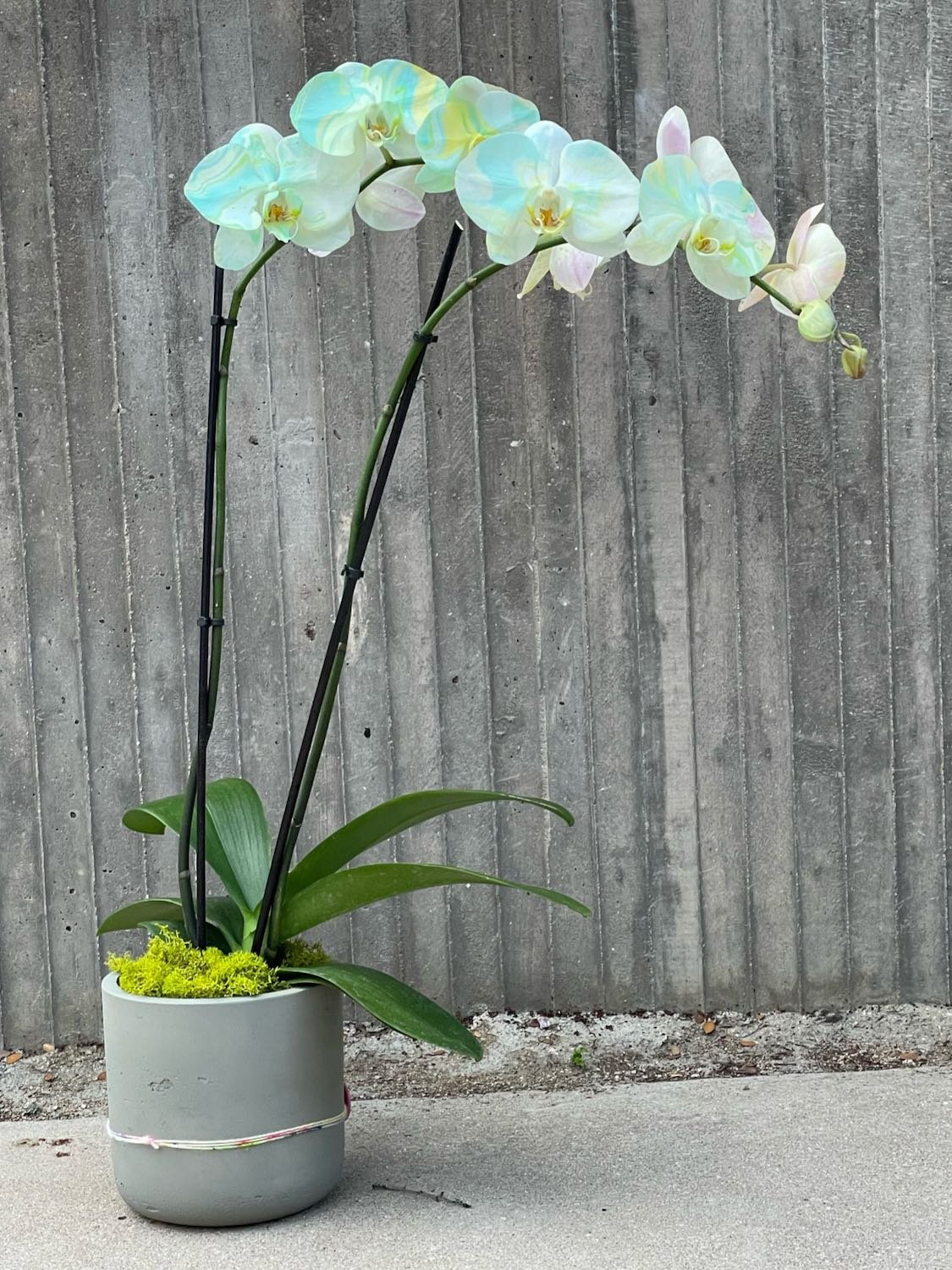 flowersmith-green-painted-potted-orchid.jpeg