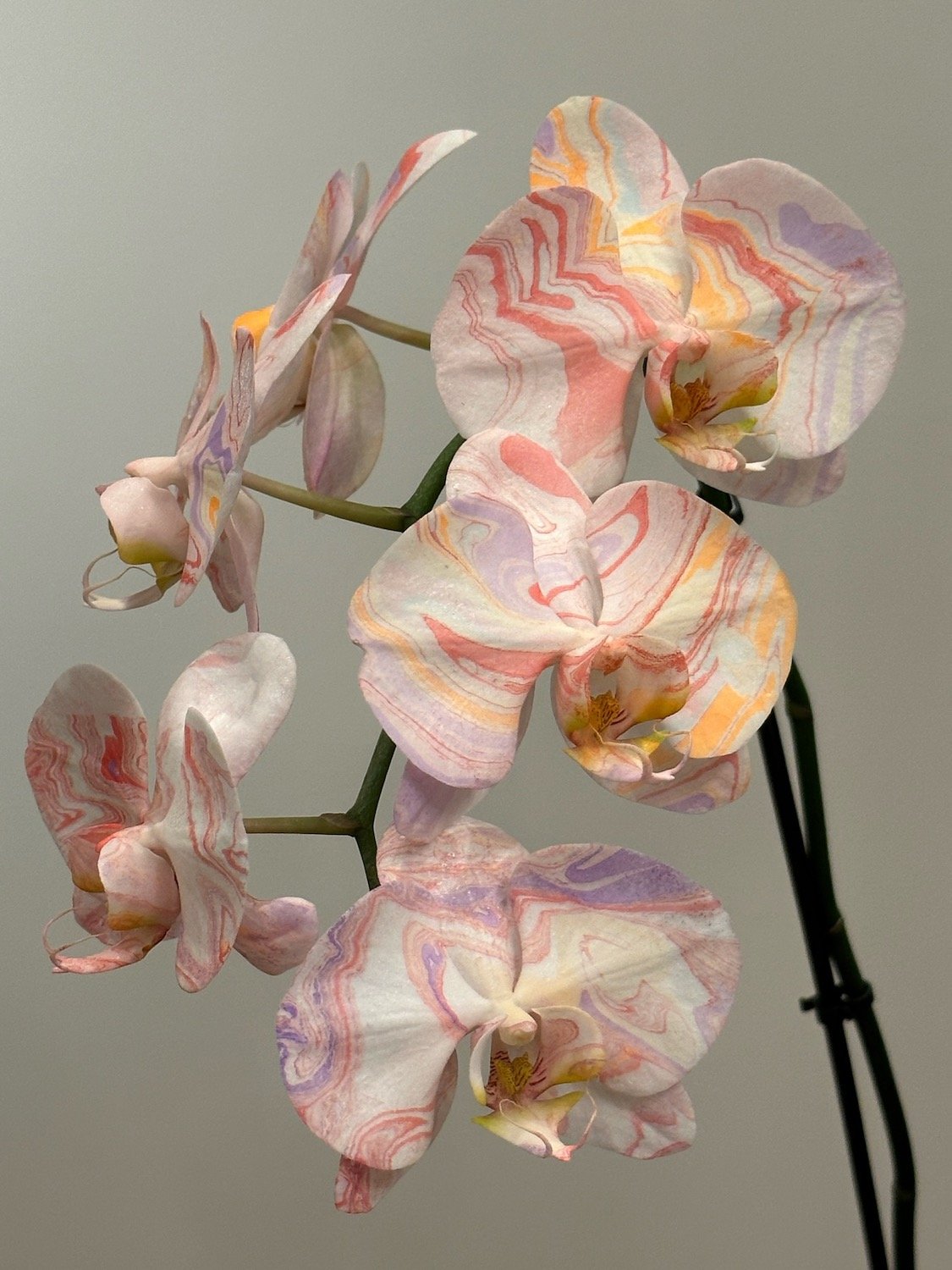 Flowersmith-desert-sunset-orchid-stem.jpeg