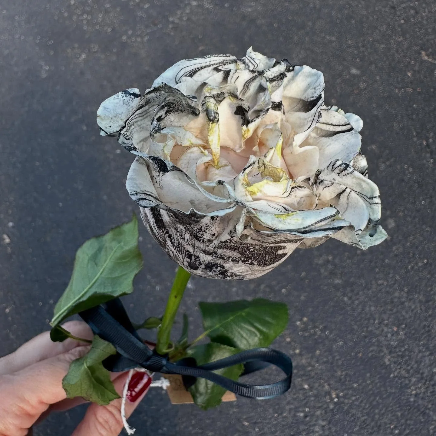 White rose in her little black dress; she glows! 💀👻🖤🤍