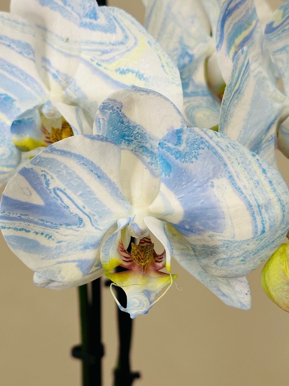 color-blue-sky-painted-orchid.jpeg