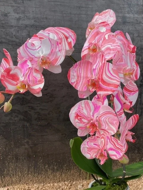 XOXO Valentine's Colorway Closeup