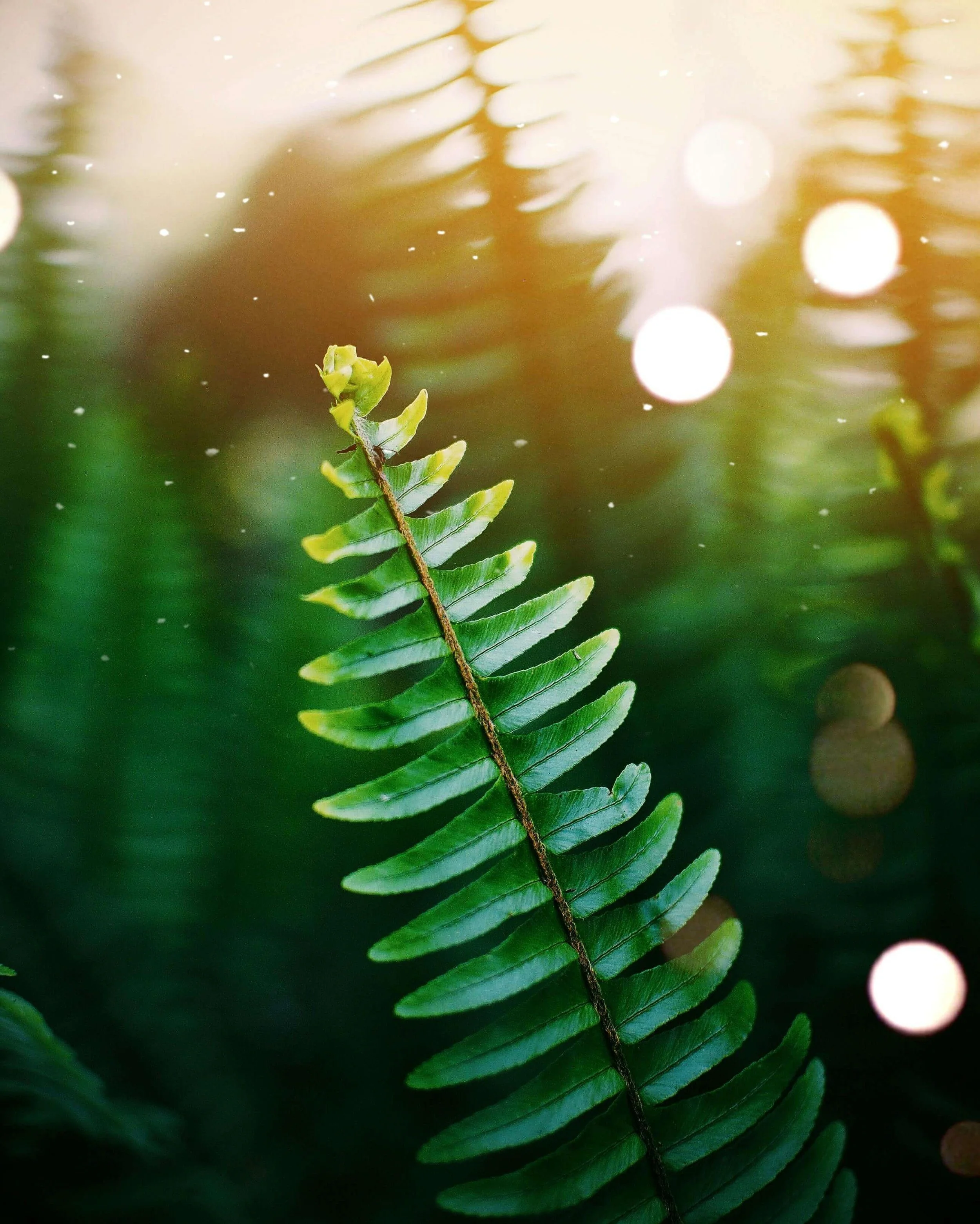 Close-up of a green fern leaf with water droplets and reflections of light on the background.