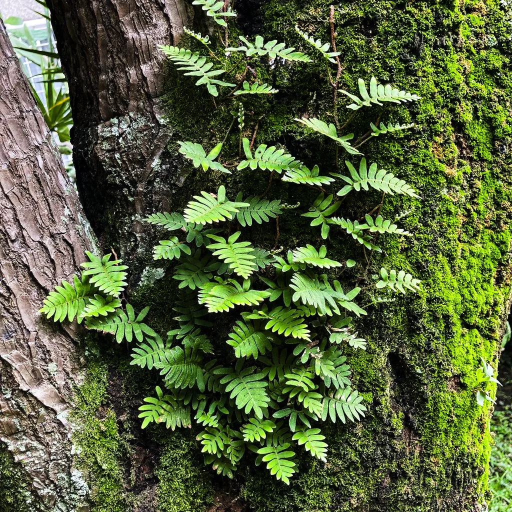 Close-up of a tree trunk with green moss and small fern plants growing on it.