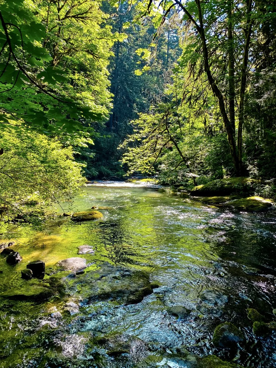 A clear, shallow river flowing through a lush green forest with tall trees and dense foliage, sunlight filtering through leaves.