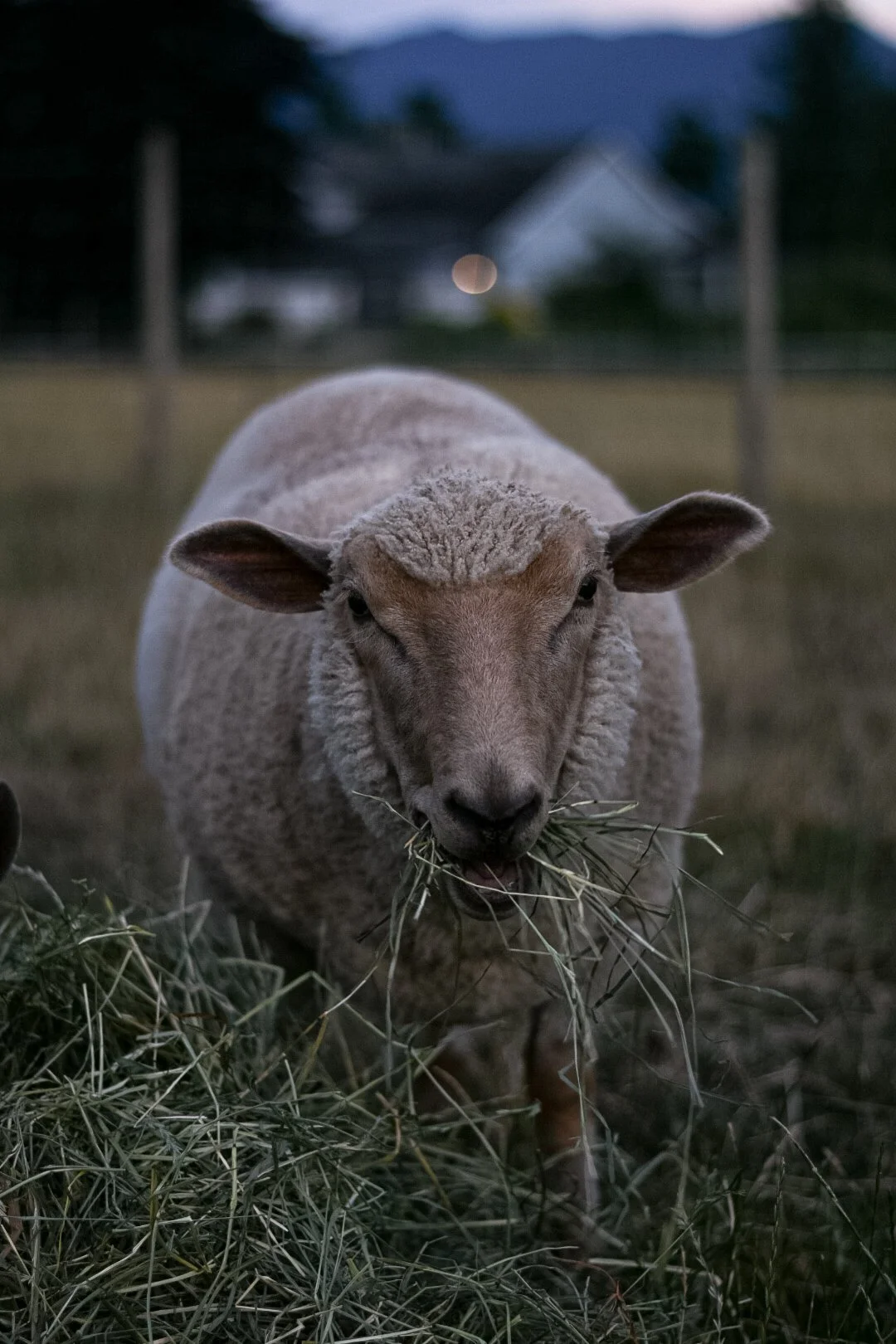 A sheep eating hay in a field during dusk or early evening.