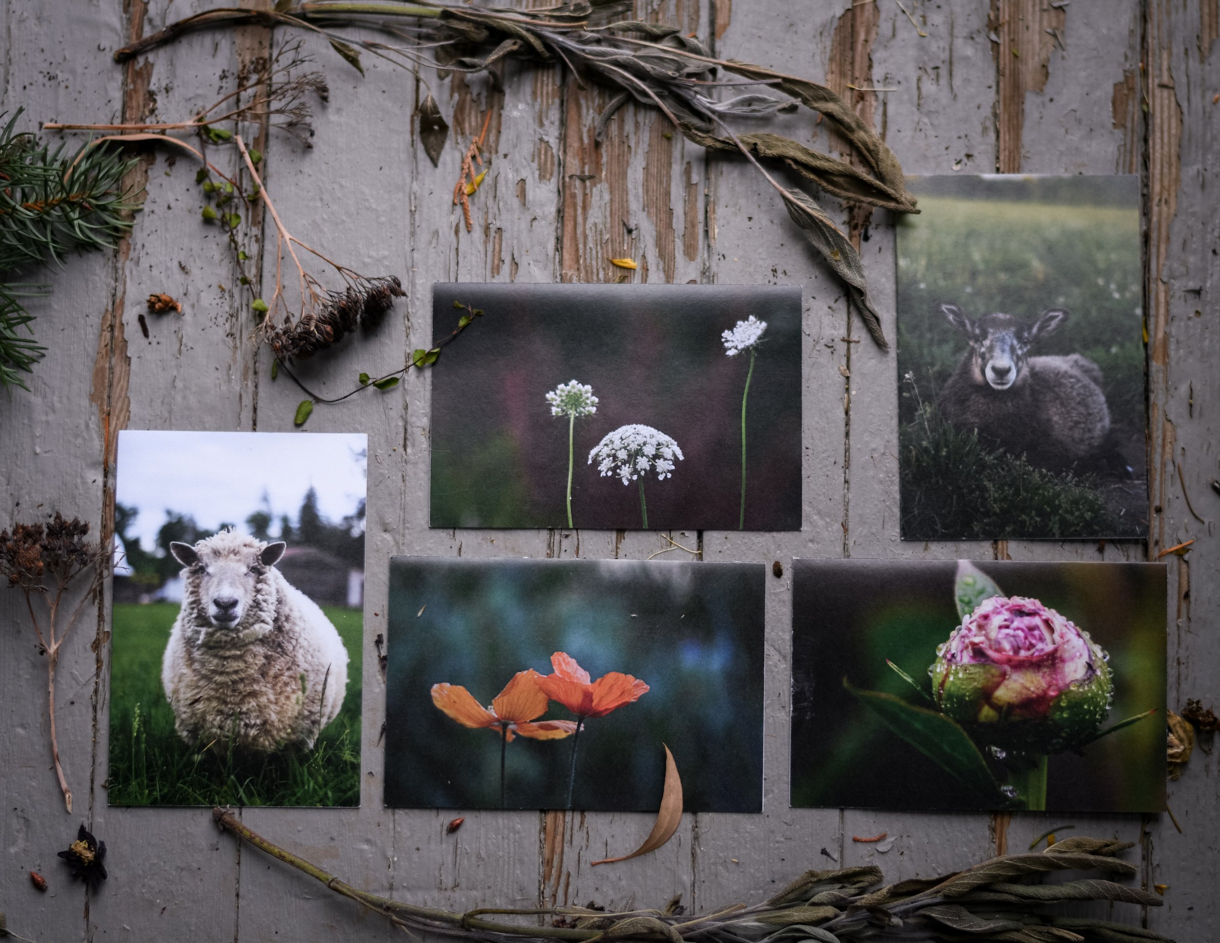 Whimsical Captures ~ Summertime (set of 5)