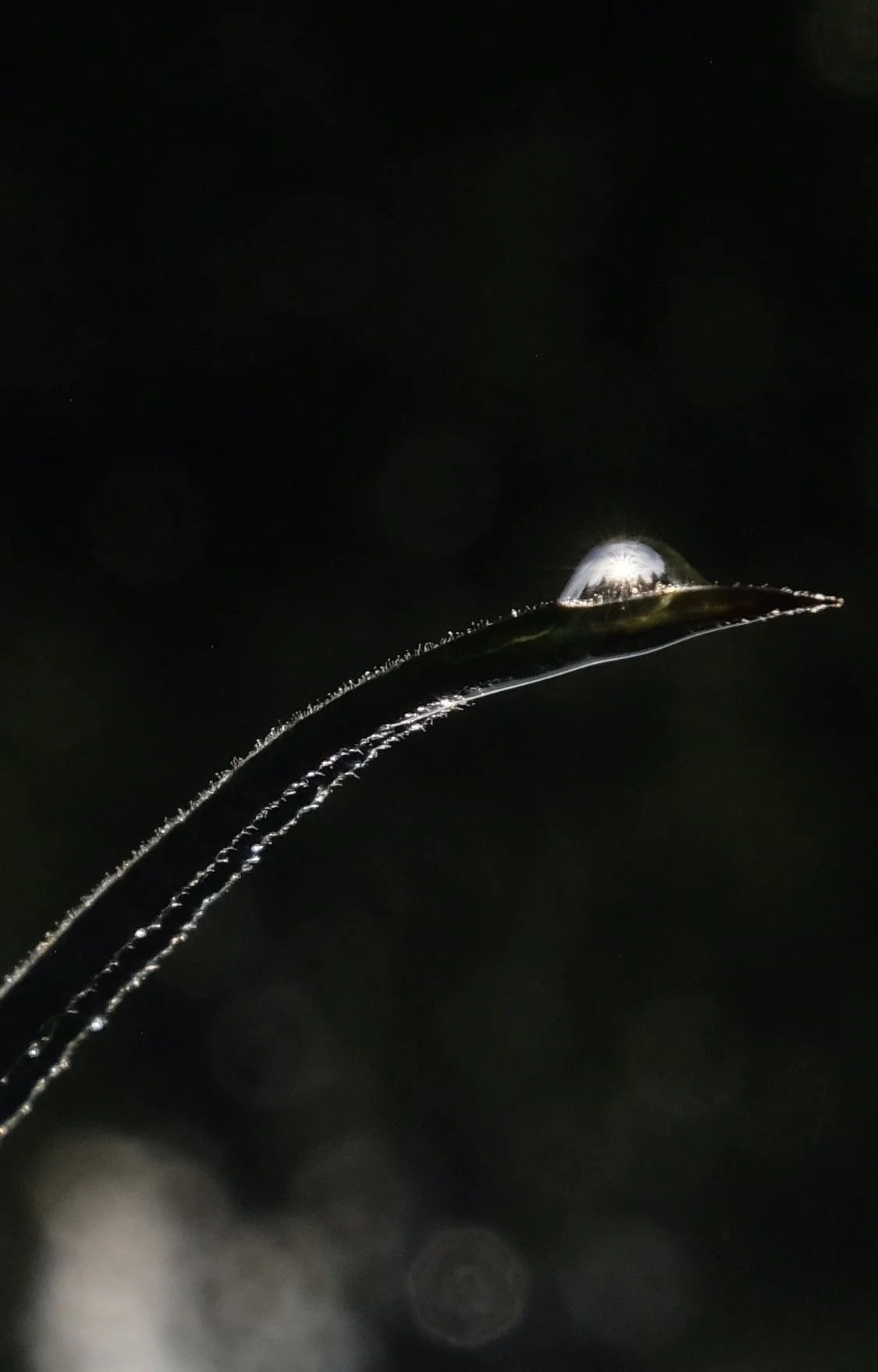 DSCF9693-1 (trukket).jpeg