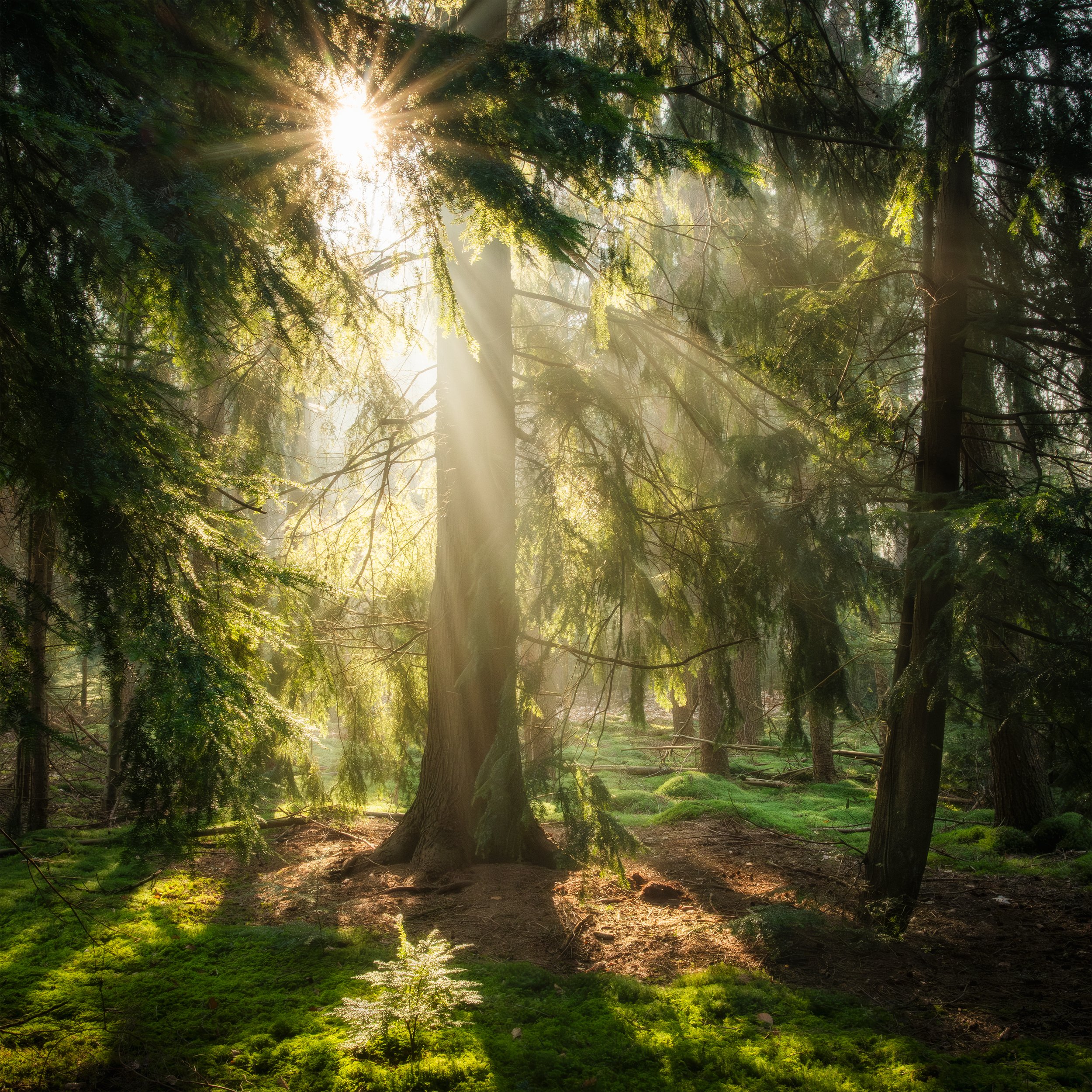 Meulunterse bos - Maart 2025