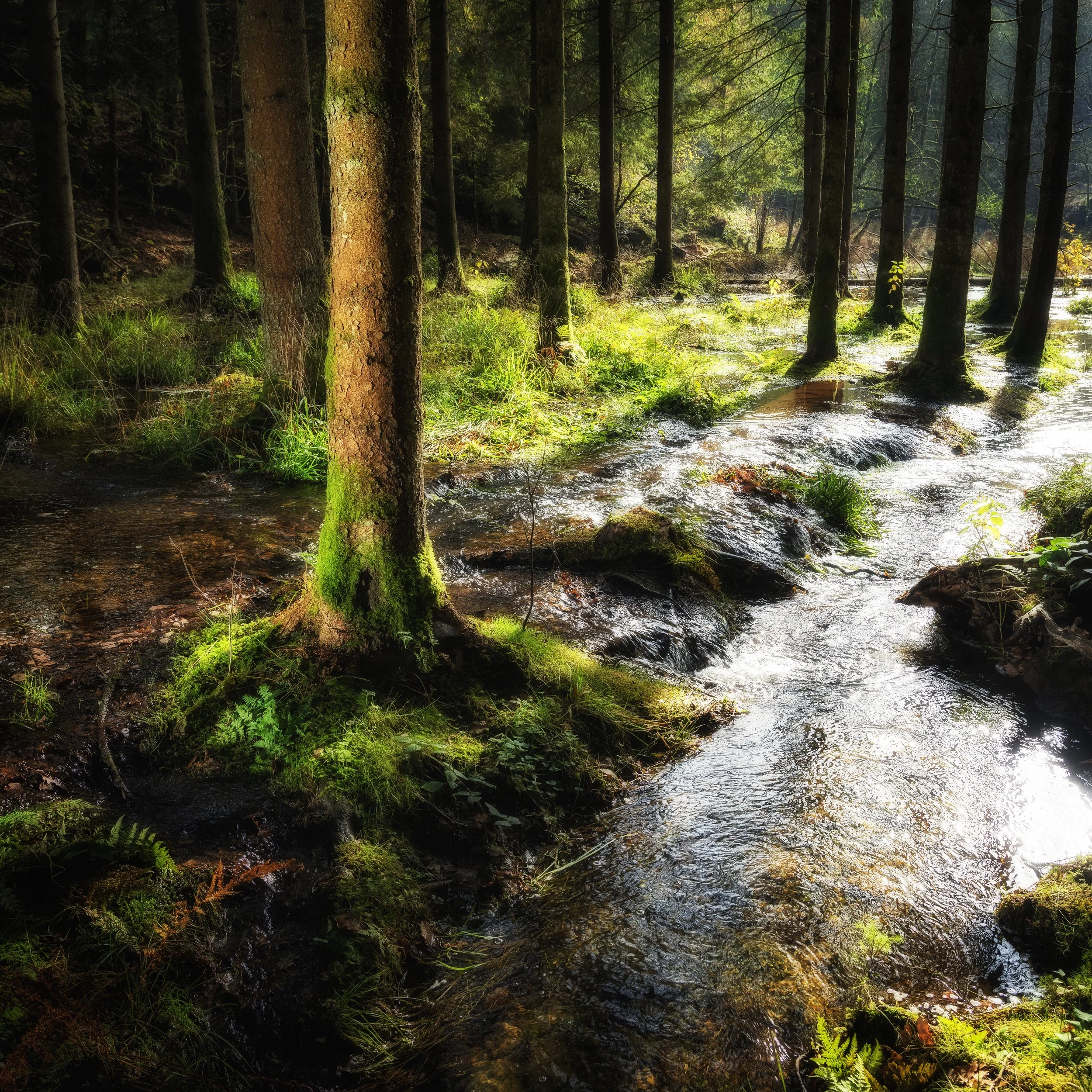 Ardennen, België - Oktober 2022