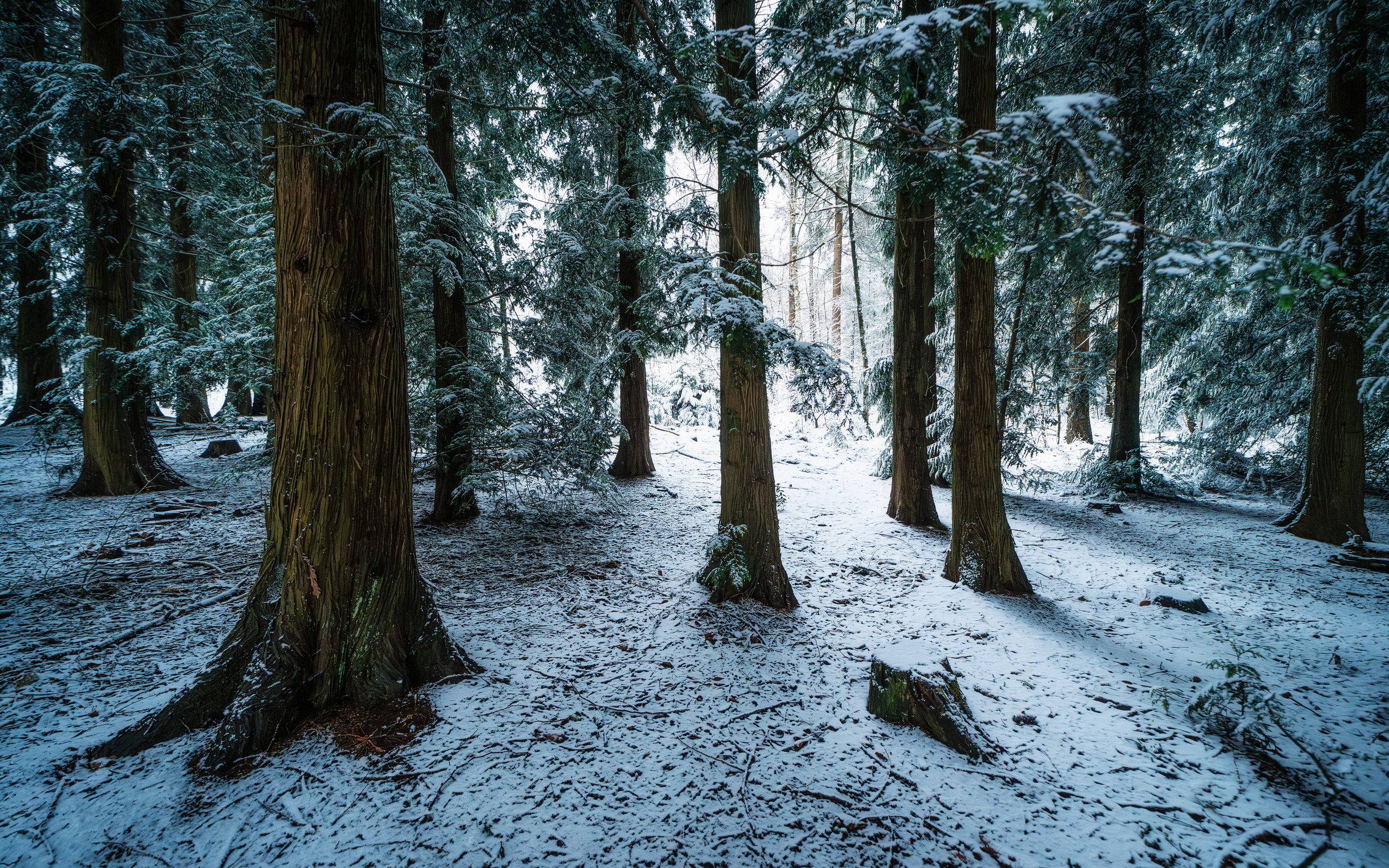 Meulunterse bos - Januari 2025