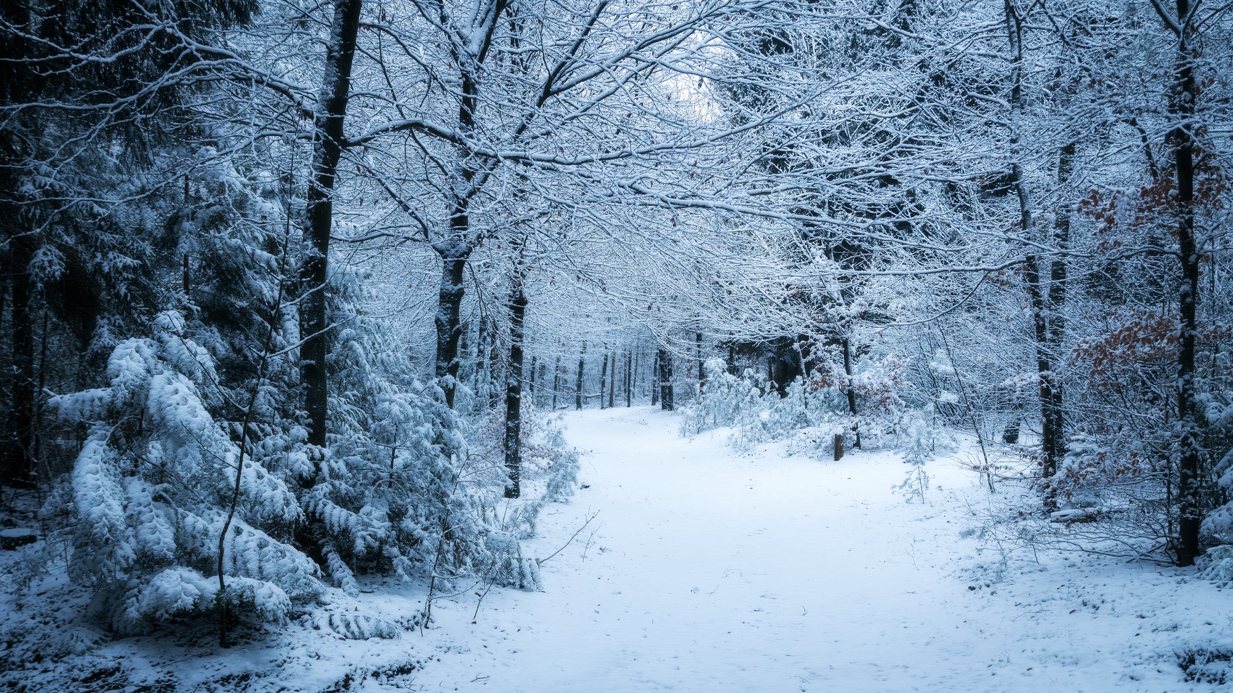 Meulunterse bos - Januari 2025