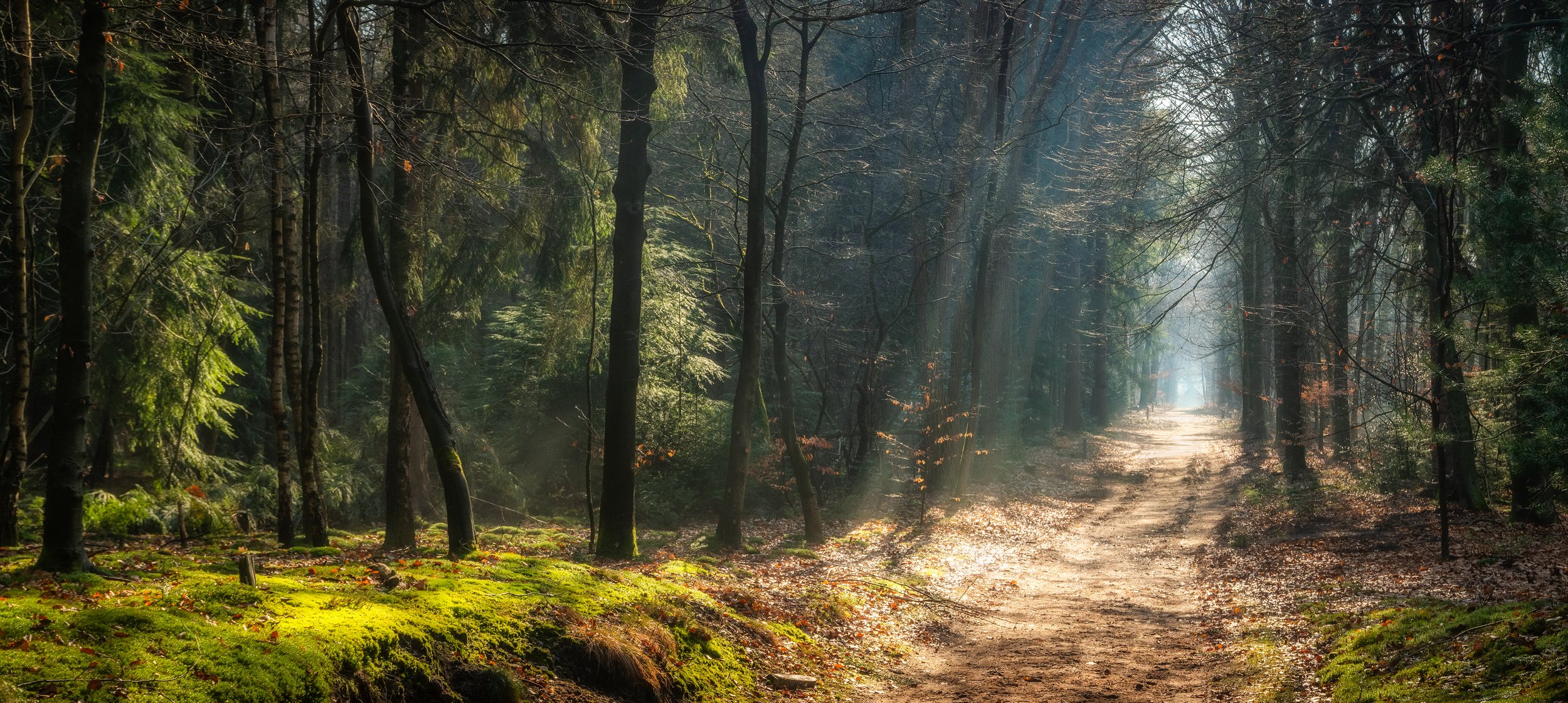 Meulunterse bos - Maart 2025