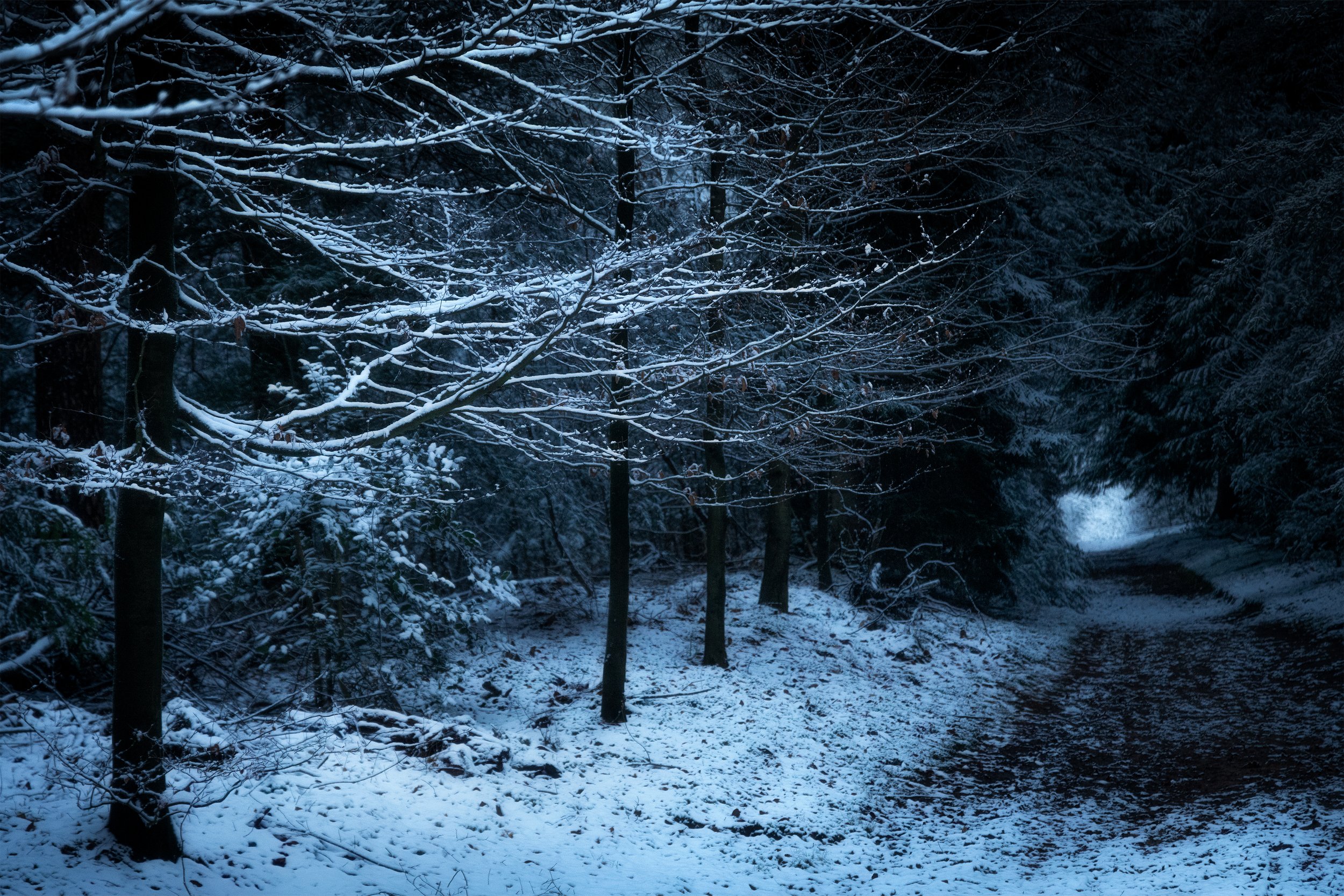 Meulunterse bos - Januari 2025