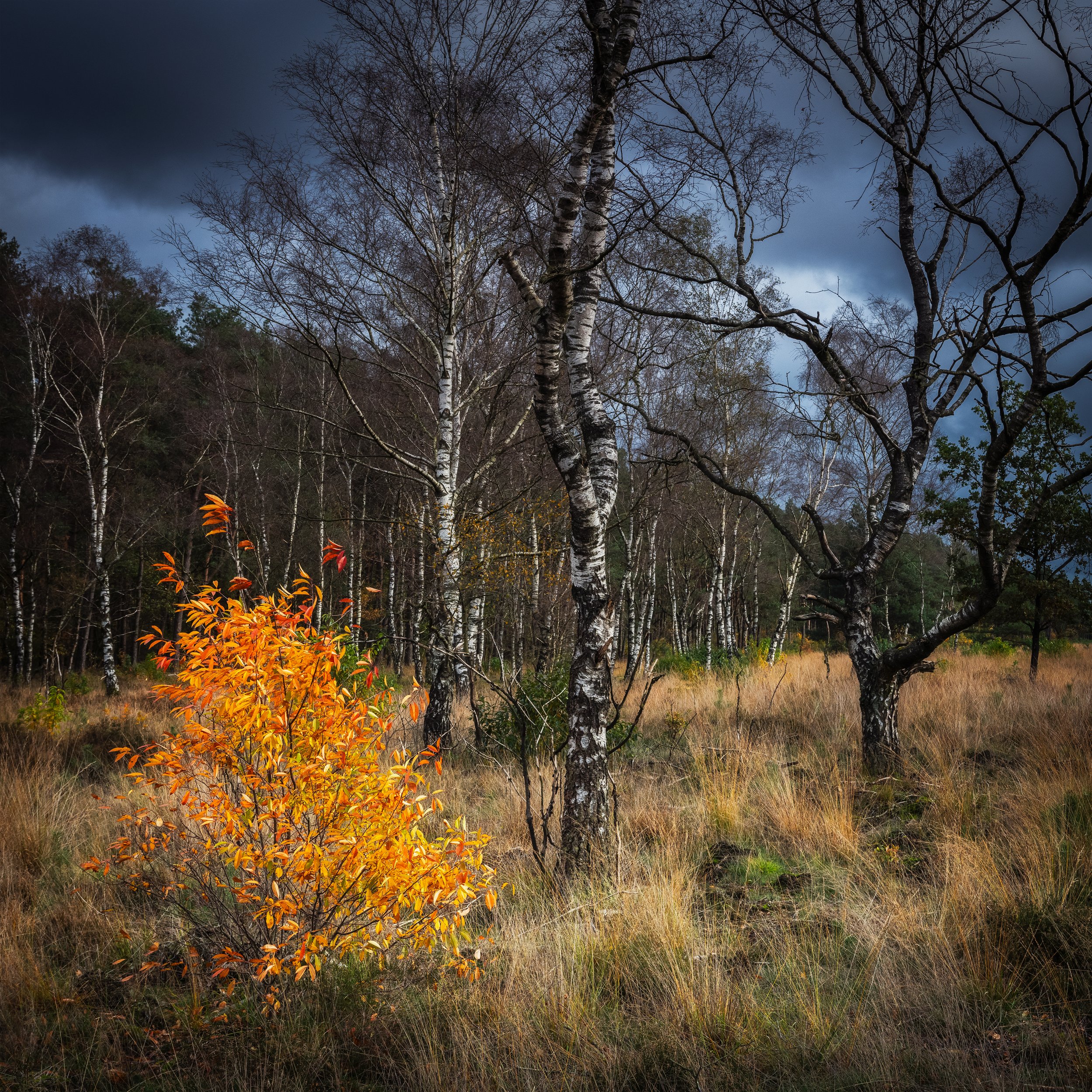 Kootwijk, Assel - November 2023