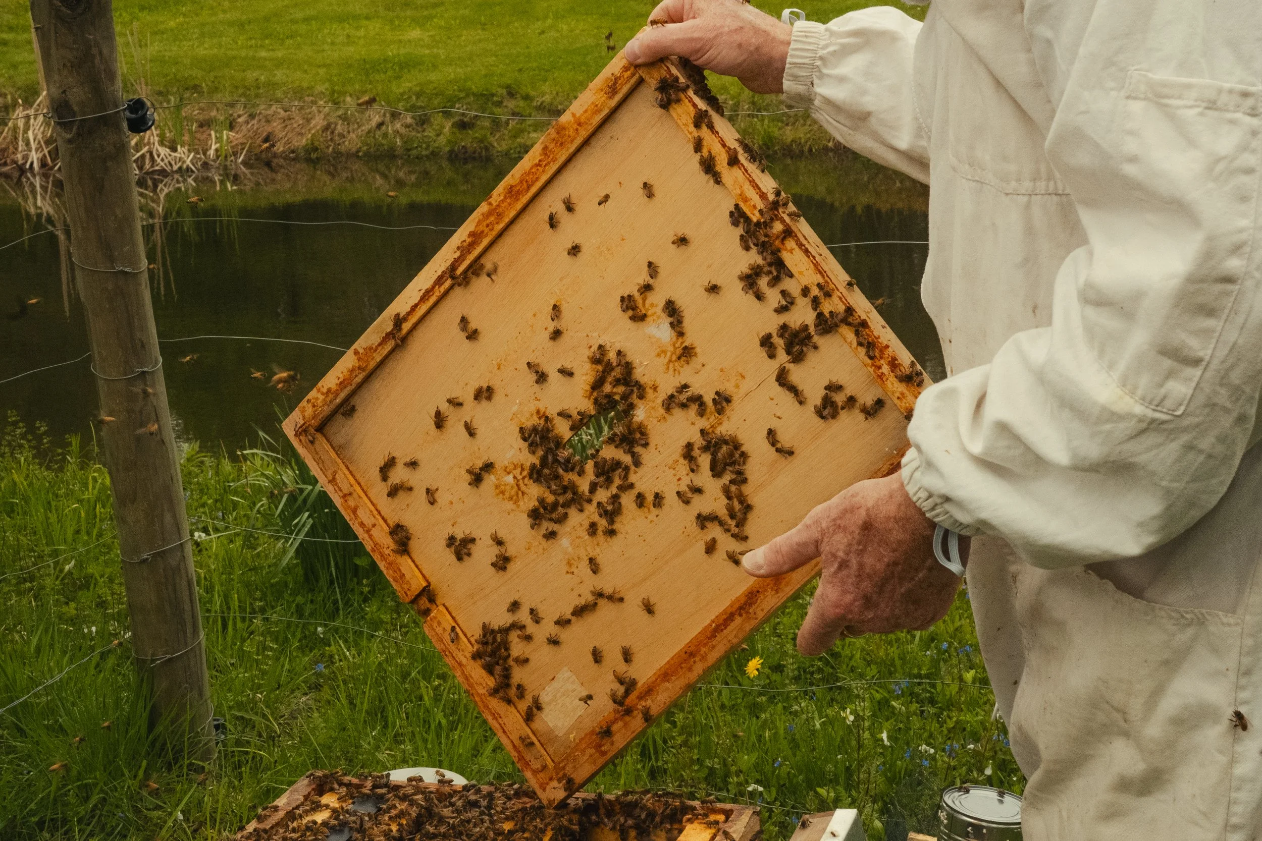 Honey & Hive-22.jpg