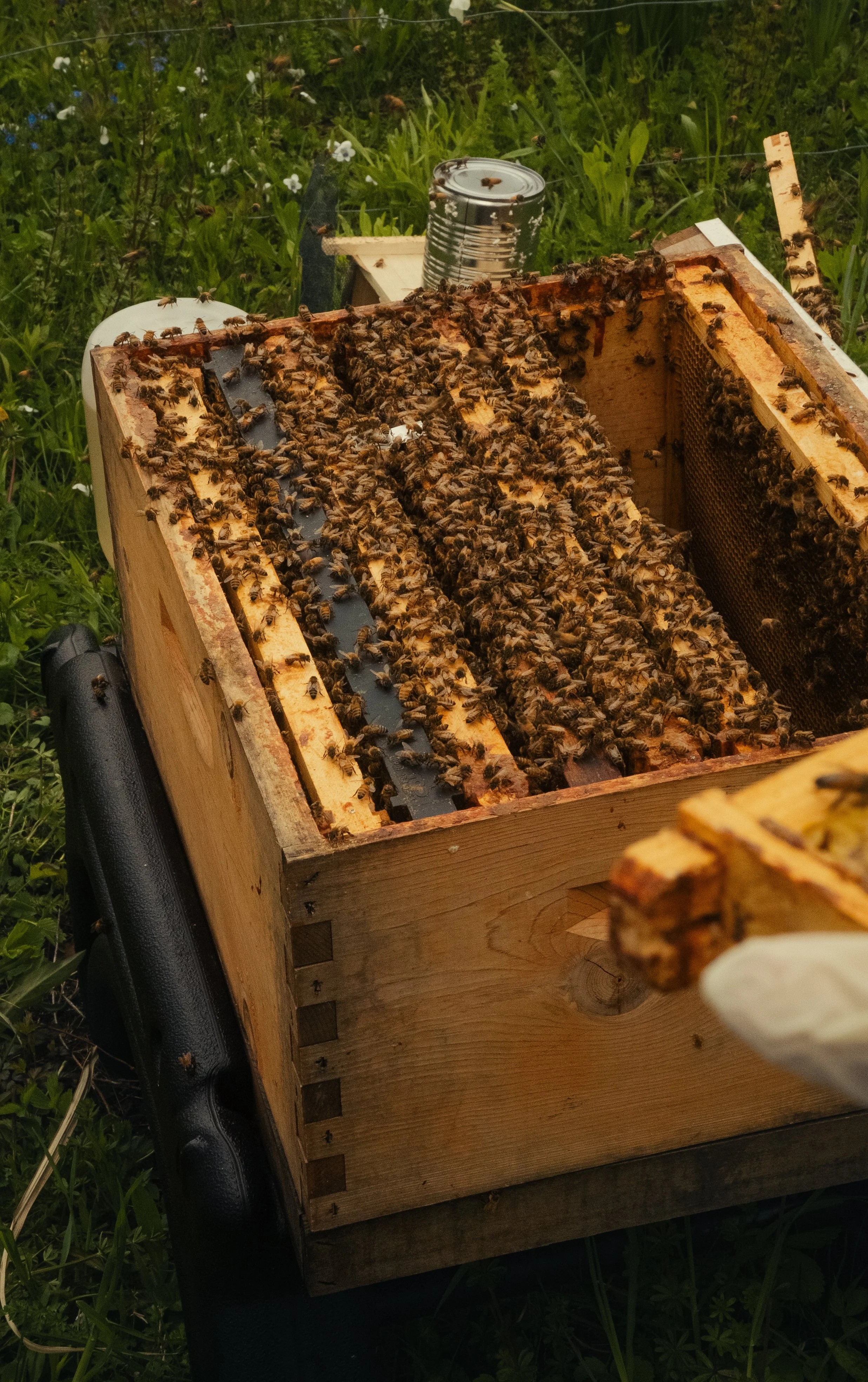 Honey & Hive-25.jpg