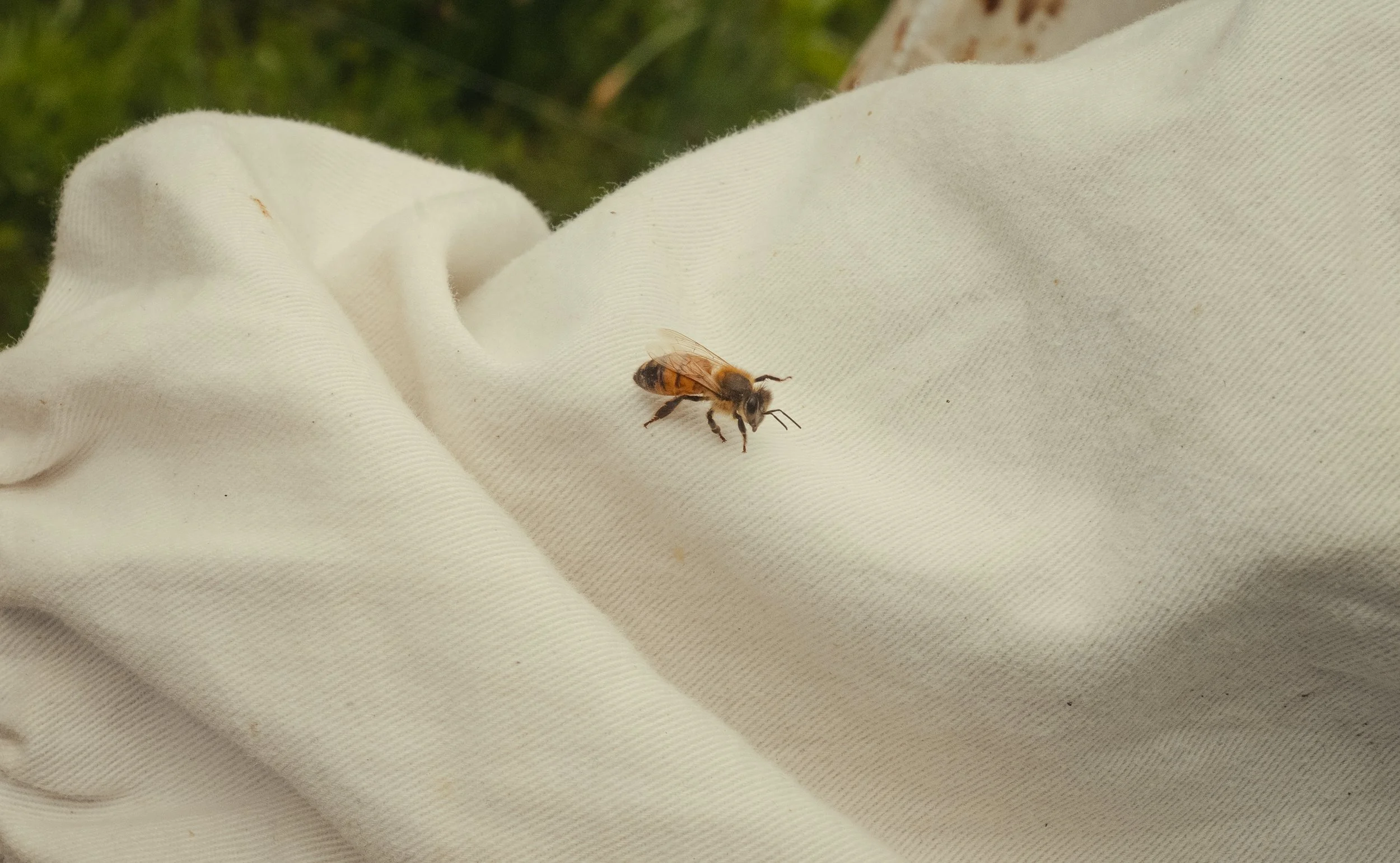 Honey & Hive-44.jpg