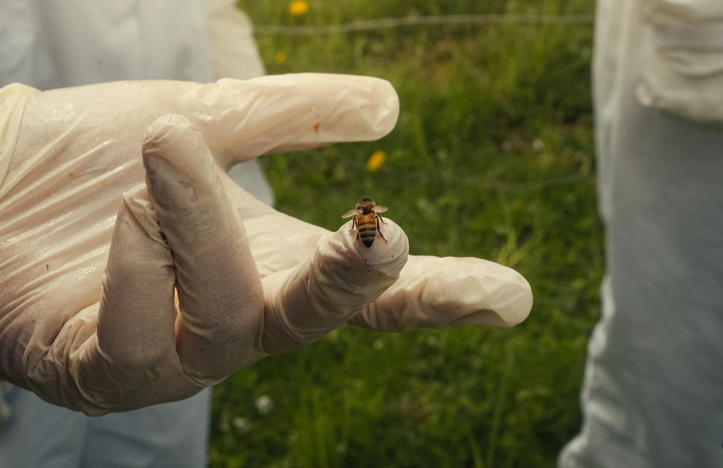 Honey & Hive-52.jpg