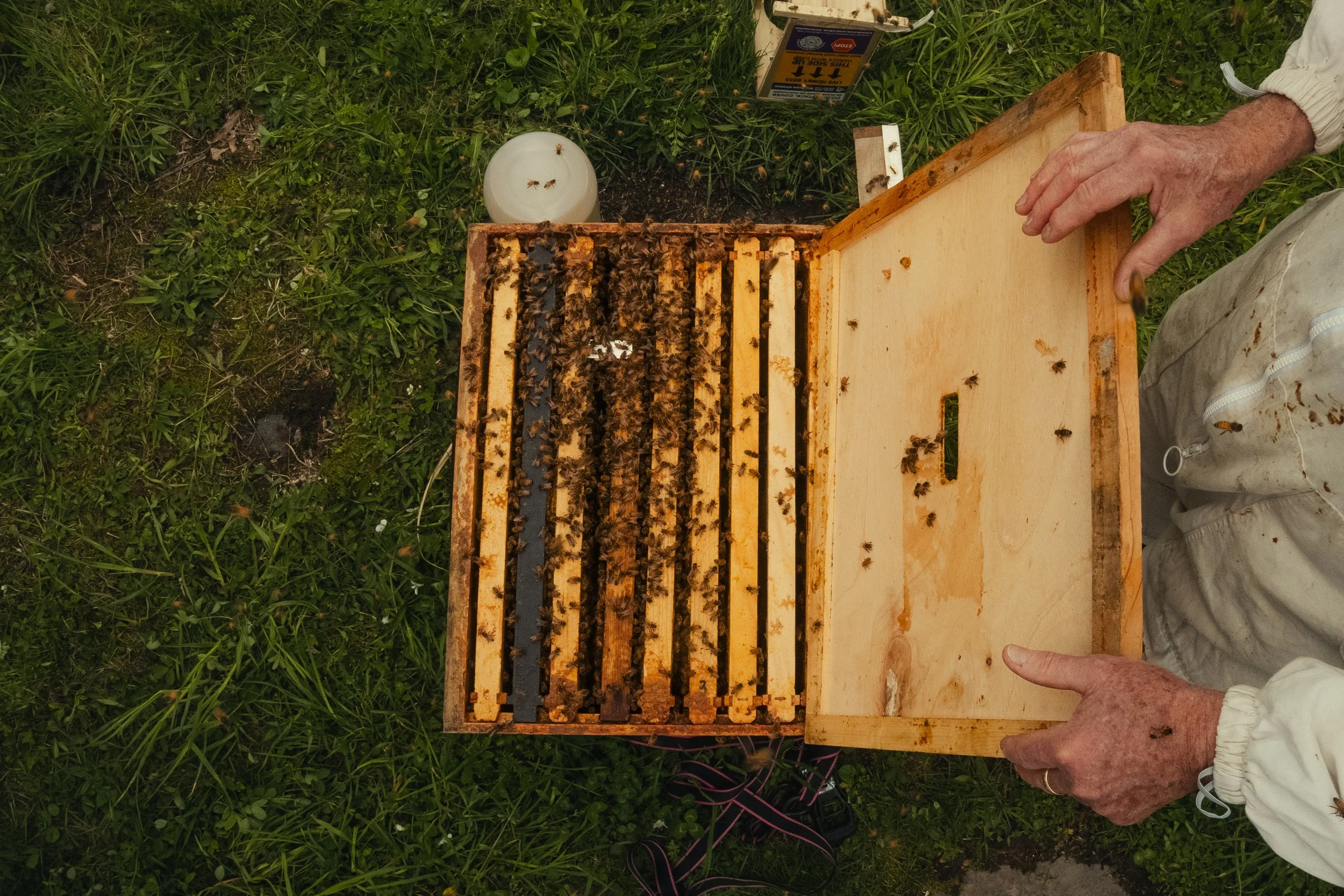 Honey & Hive-42.jpg