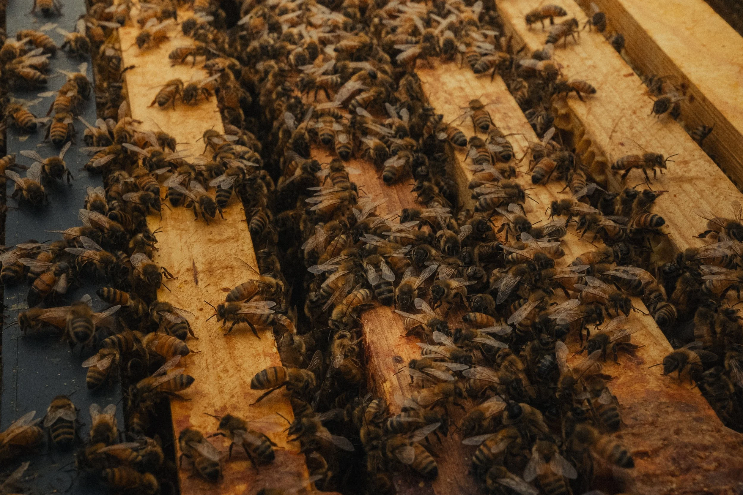 Honey & Hive-28.jpg